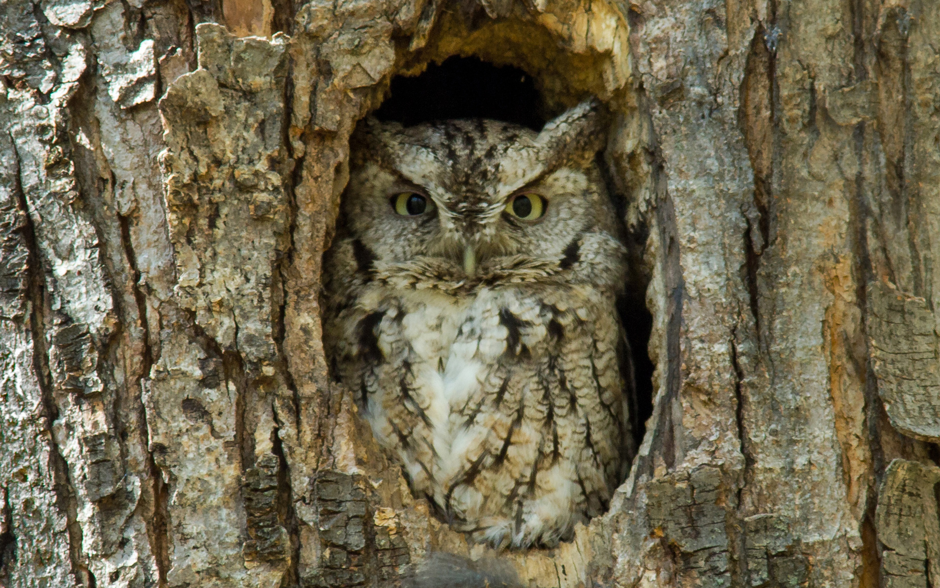 Download Animal Great Horned Owl HD Wallpaper