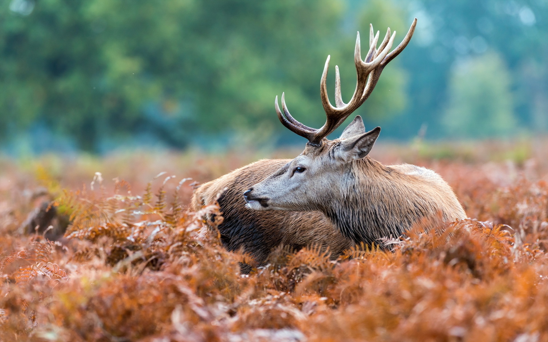 Deer Full HD Wallpaper and Background 1920x1200 ID346082