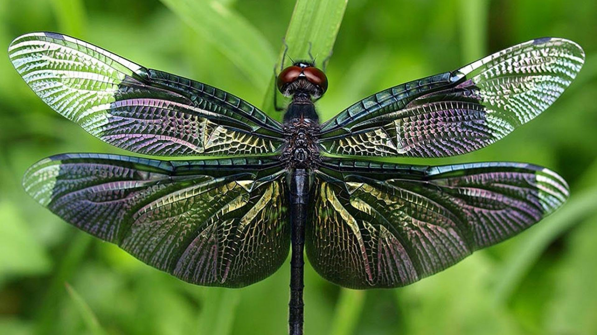 Dragonflies Wallpaper