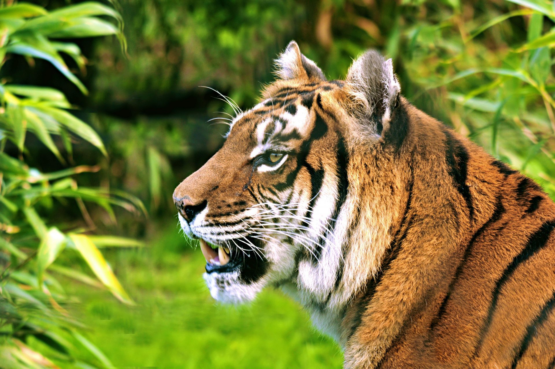 Tigre 4k Ultra Fondo de pantalla HD Fondo de Escritorio 4288x2848