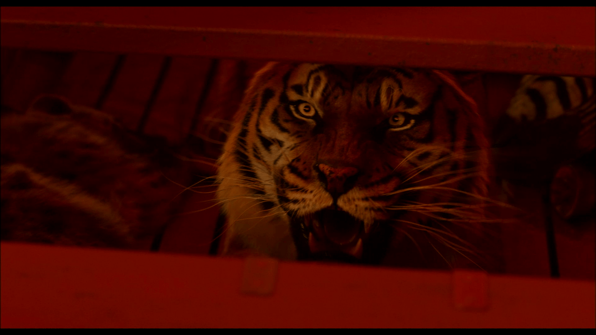 Life of Pi Full HD Wallpaper and Background Image 1920x1080 ID348062