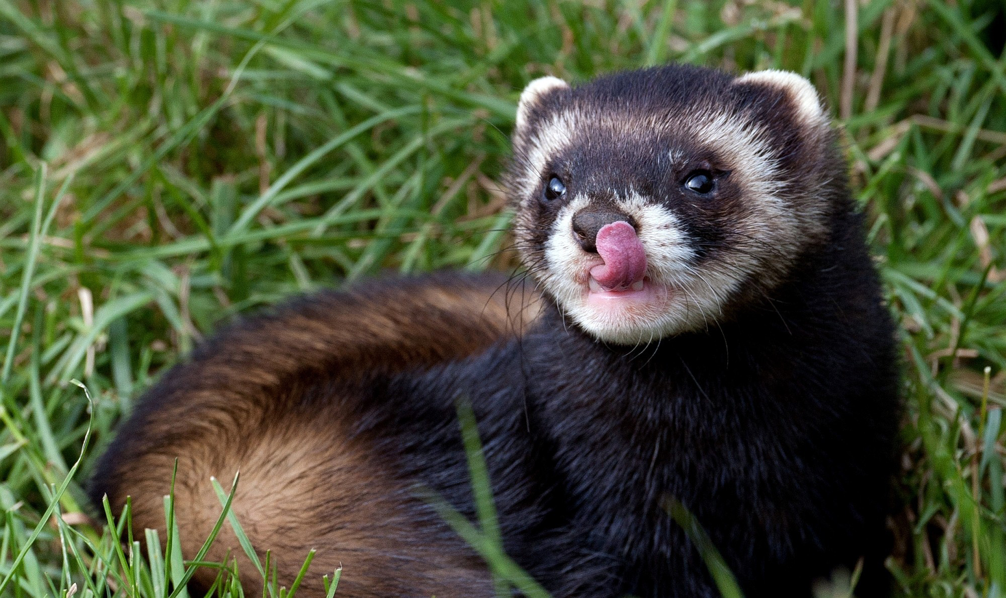 Ferret HD Wallpaper Background Image 2000x1188 ID