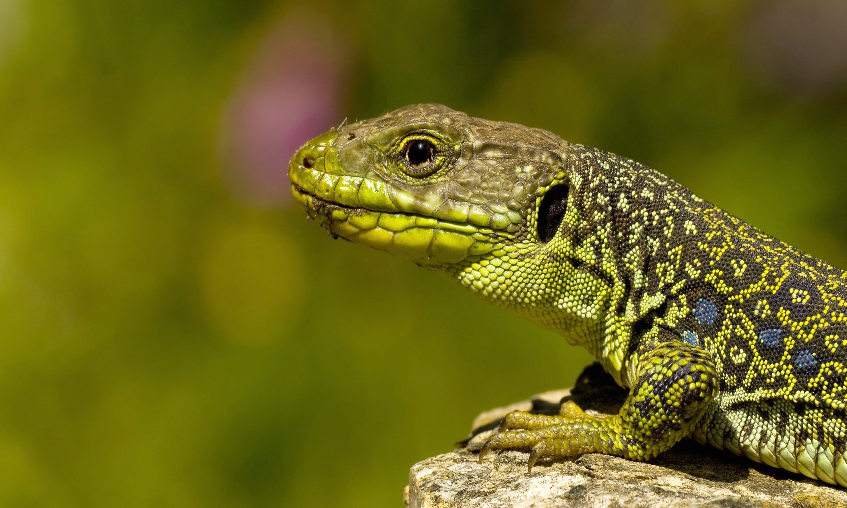 Lizard HD Wallpaper Background Image 2951x1771