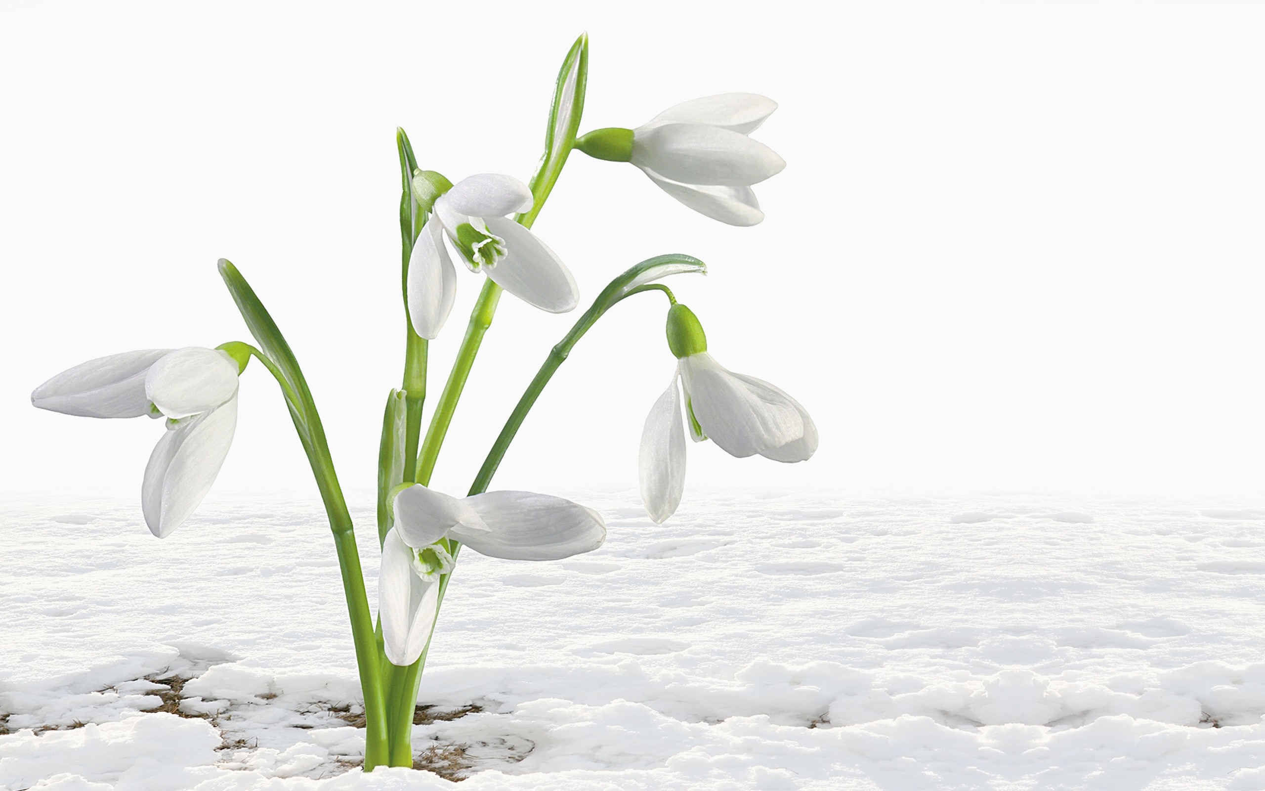 Download White Flower Flower Nature Snowdrop HD Wallpaper