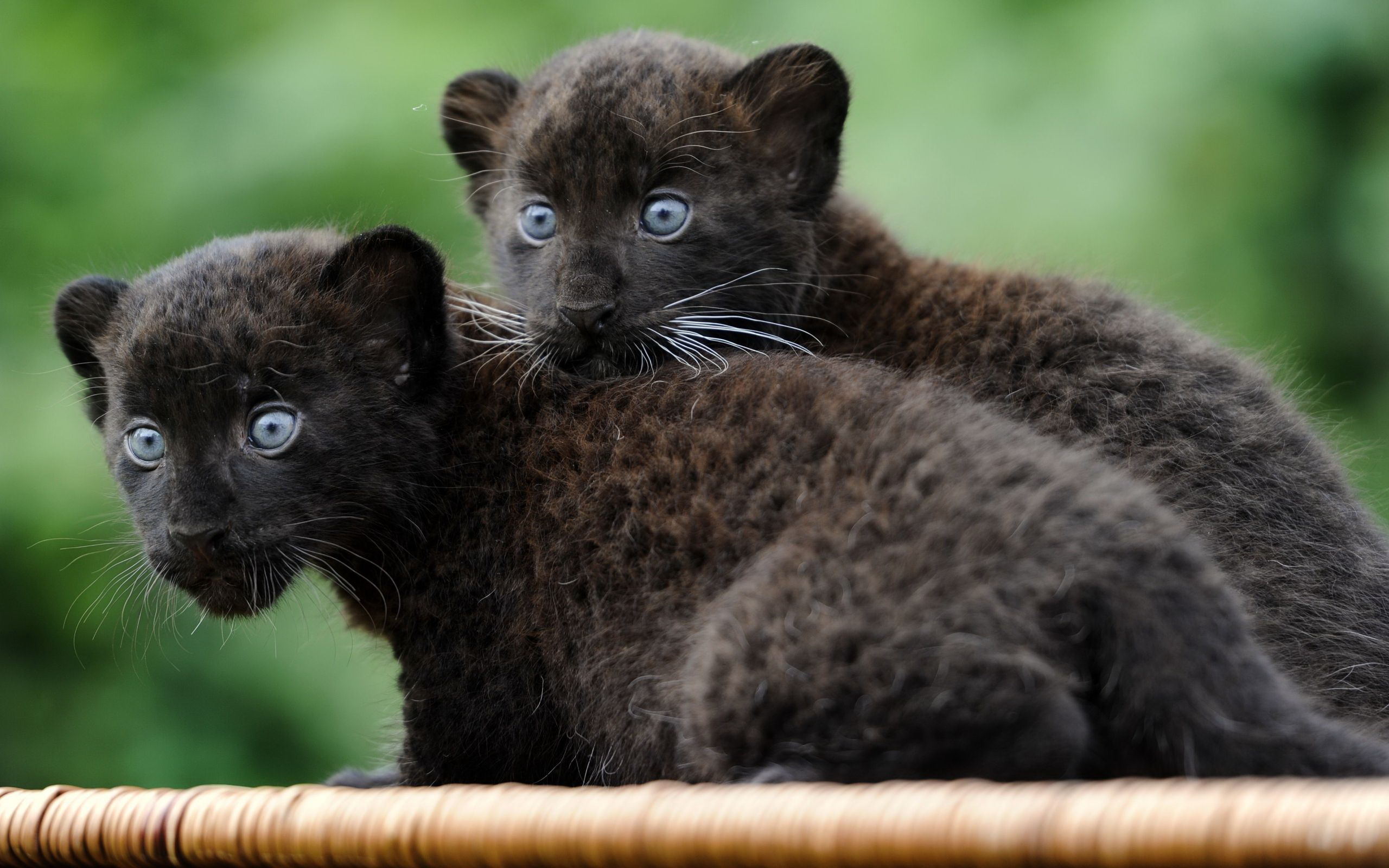Download Animal Black Panther HD Wallpaper