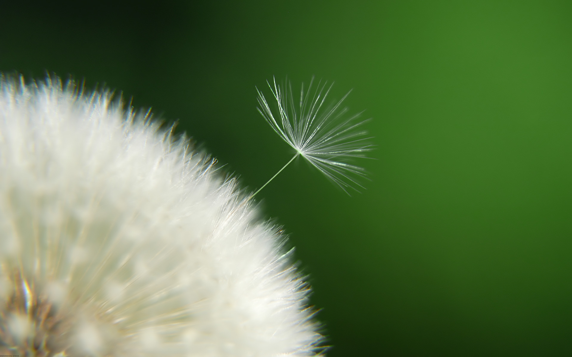 Diente De León Fondo de pantalla HD Fondo de Escritorio 1920x1200 ID352535 Wallpaper Abyss