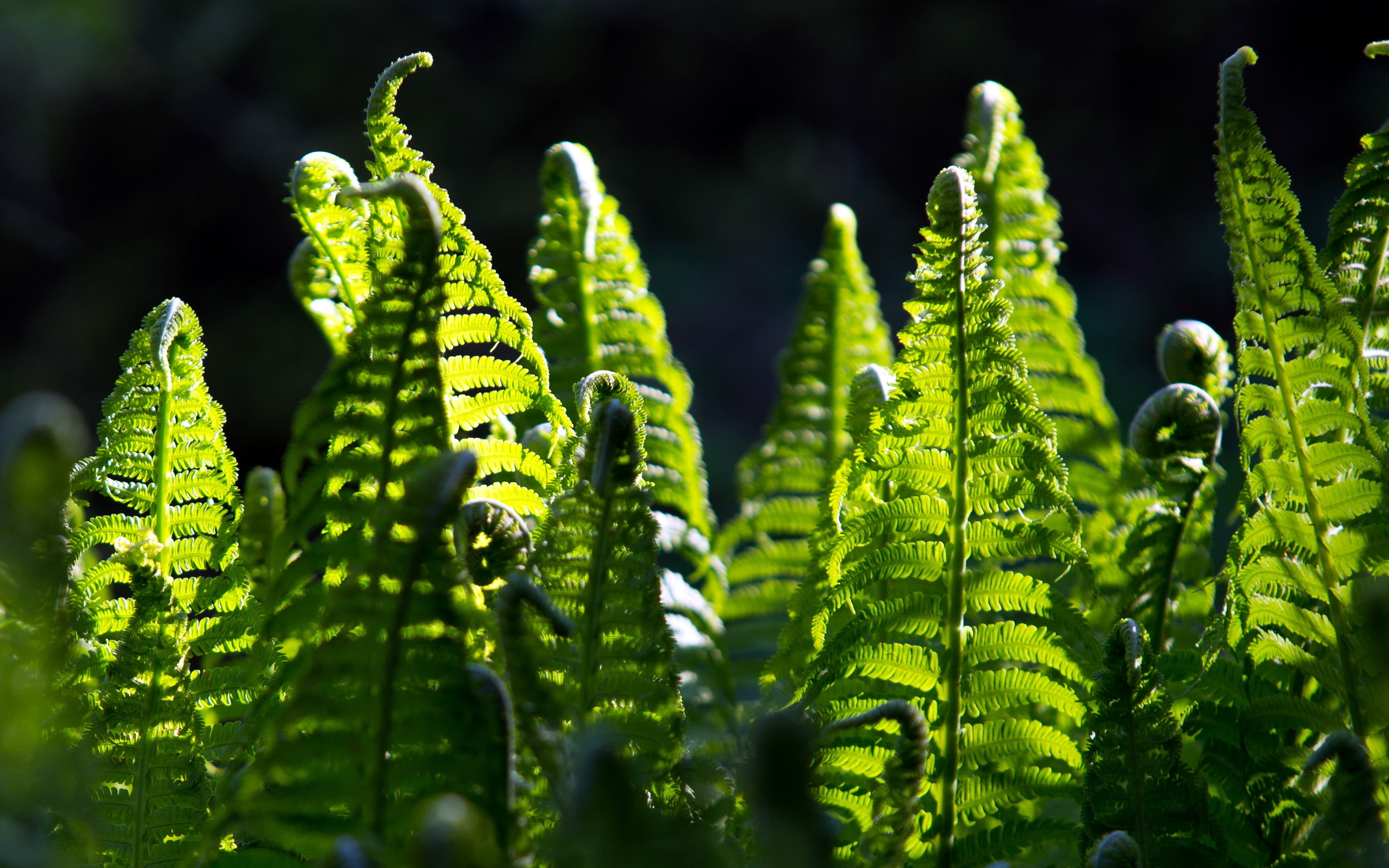 Fern HD Wallpaper Background Image 2560x1600