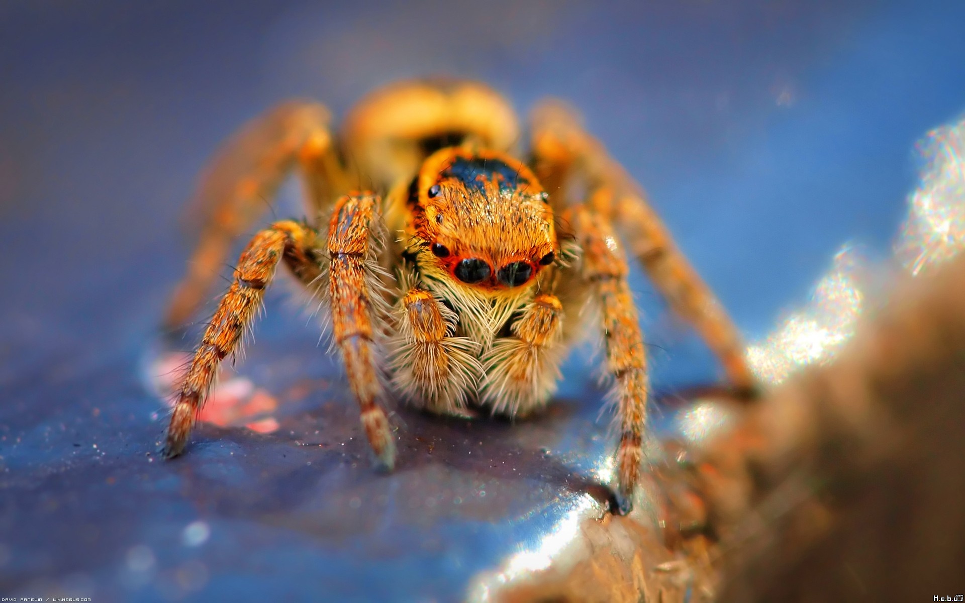 Download Jumping Spider Animal Spider HD Wallpaper