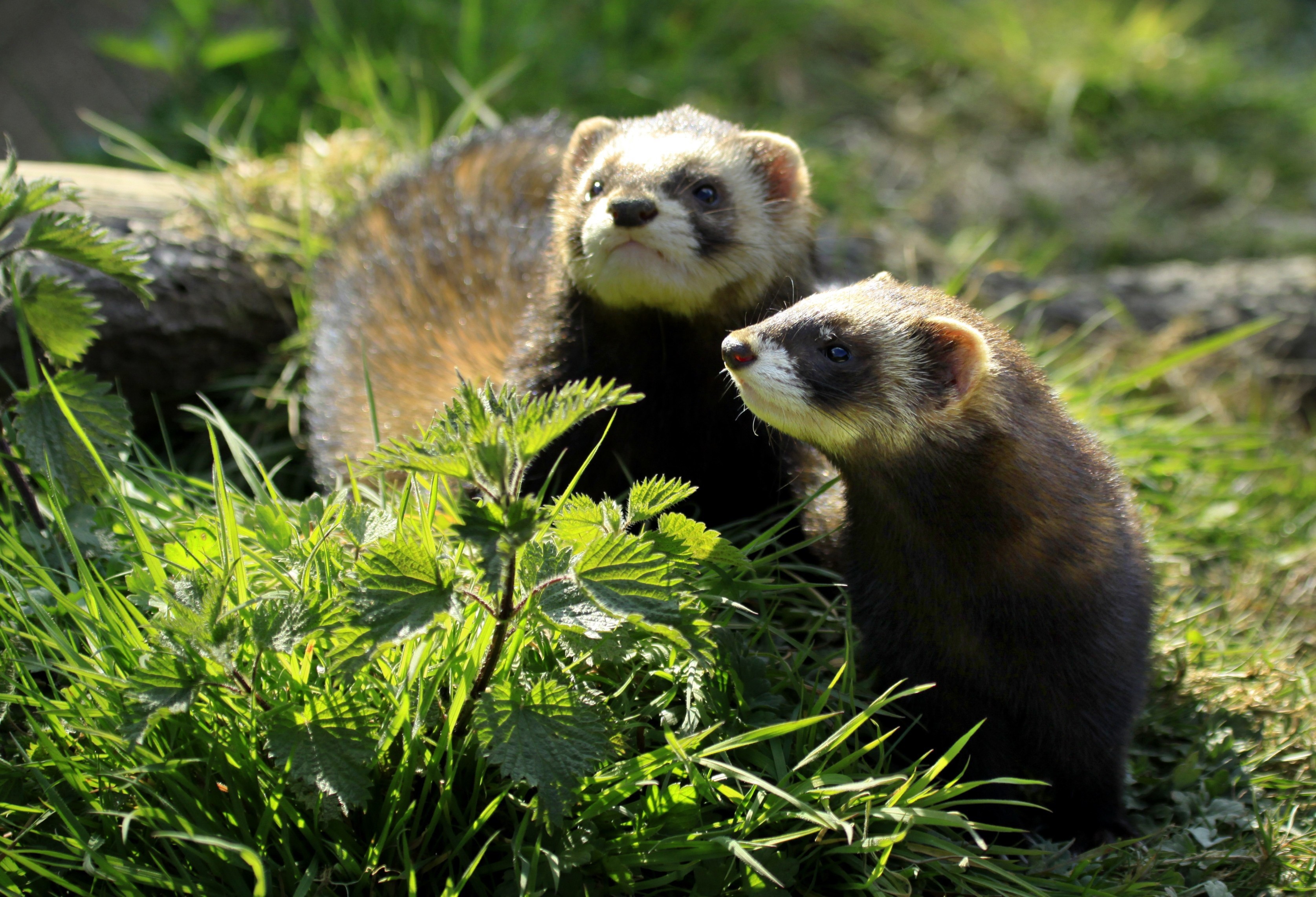 Ferret HD Wallpaper Background Image 3350x2285