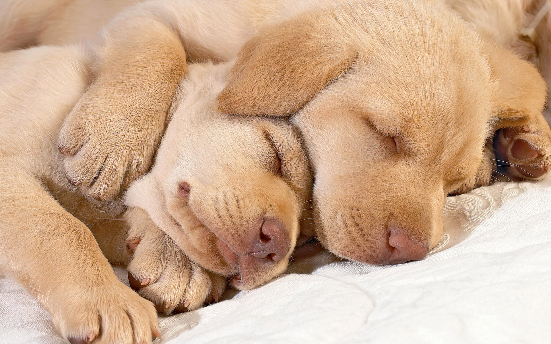 Cute Sleeping Dog Wallpaper