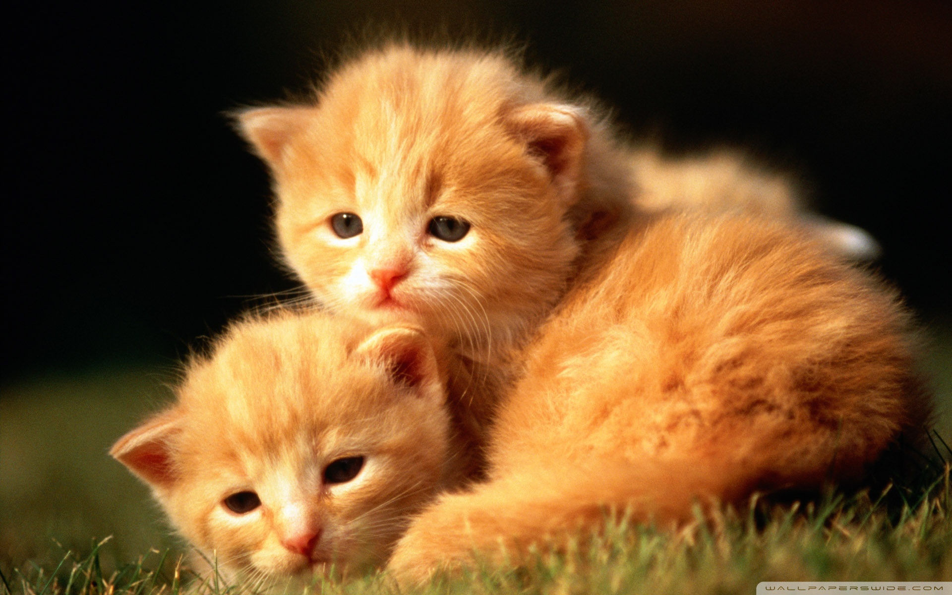 Adorable Orange Kittens HD Wallpaper