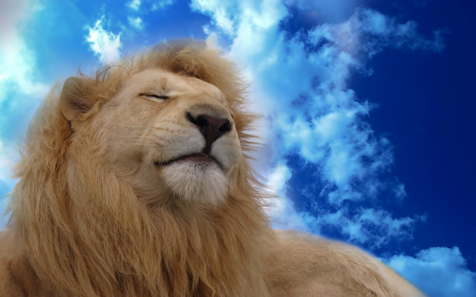 Waldo The Lion HD Wallpaper Hintergrund 1920x1200 ID369878