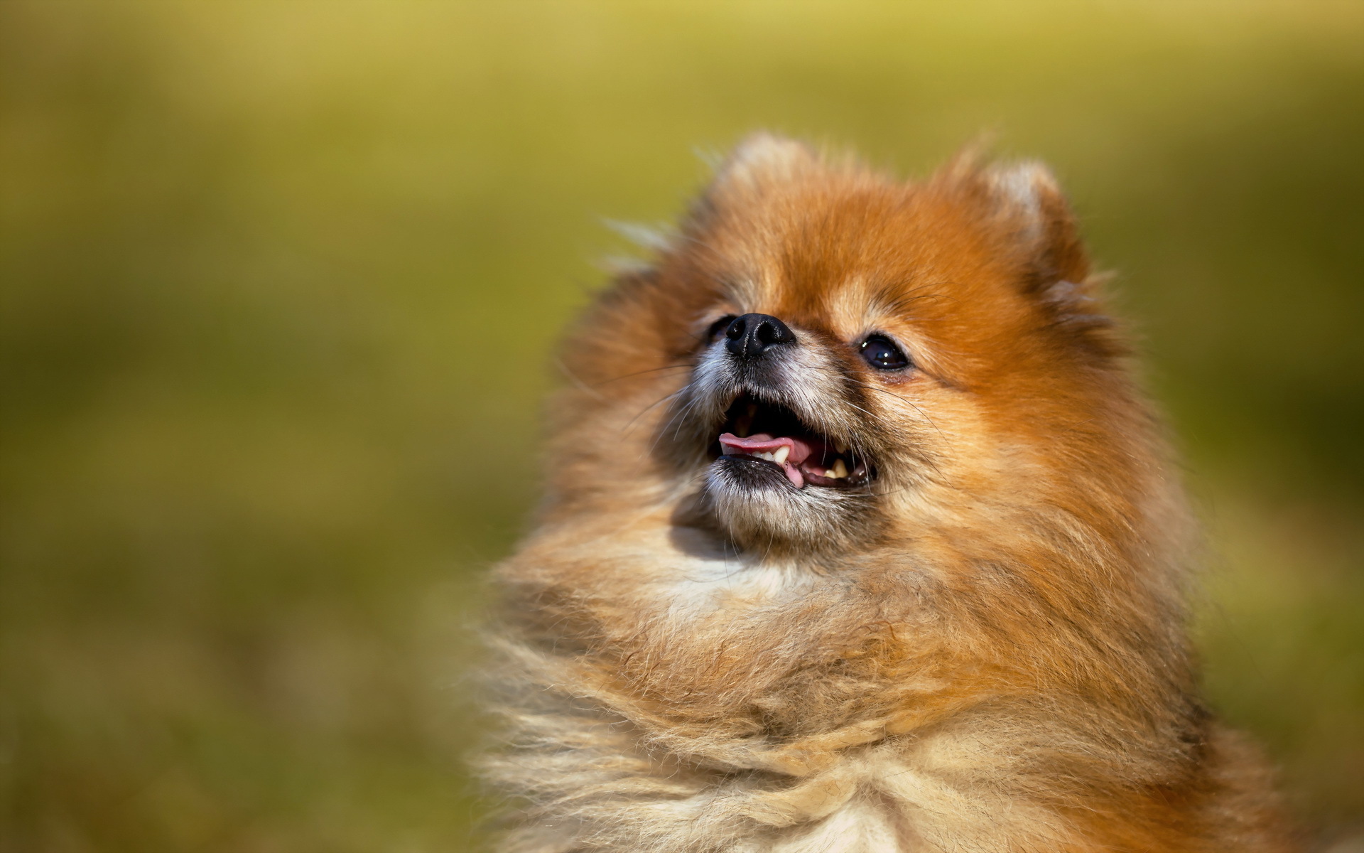Download Animal Pomeranian HD Wallpaper