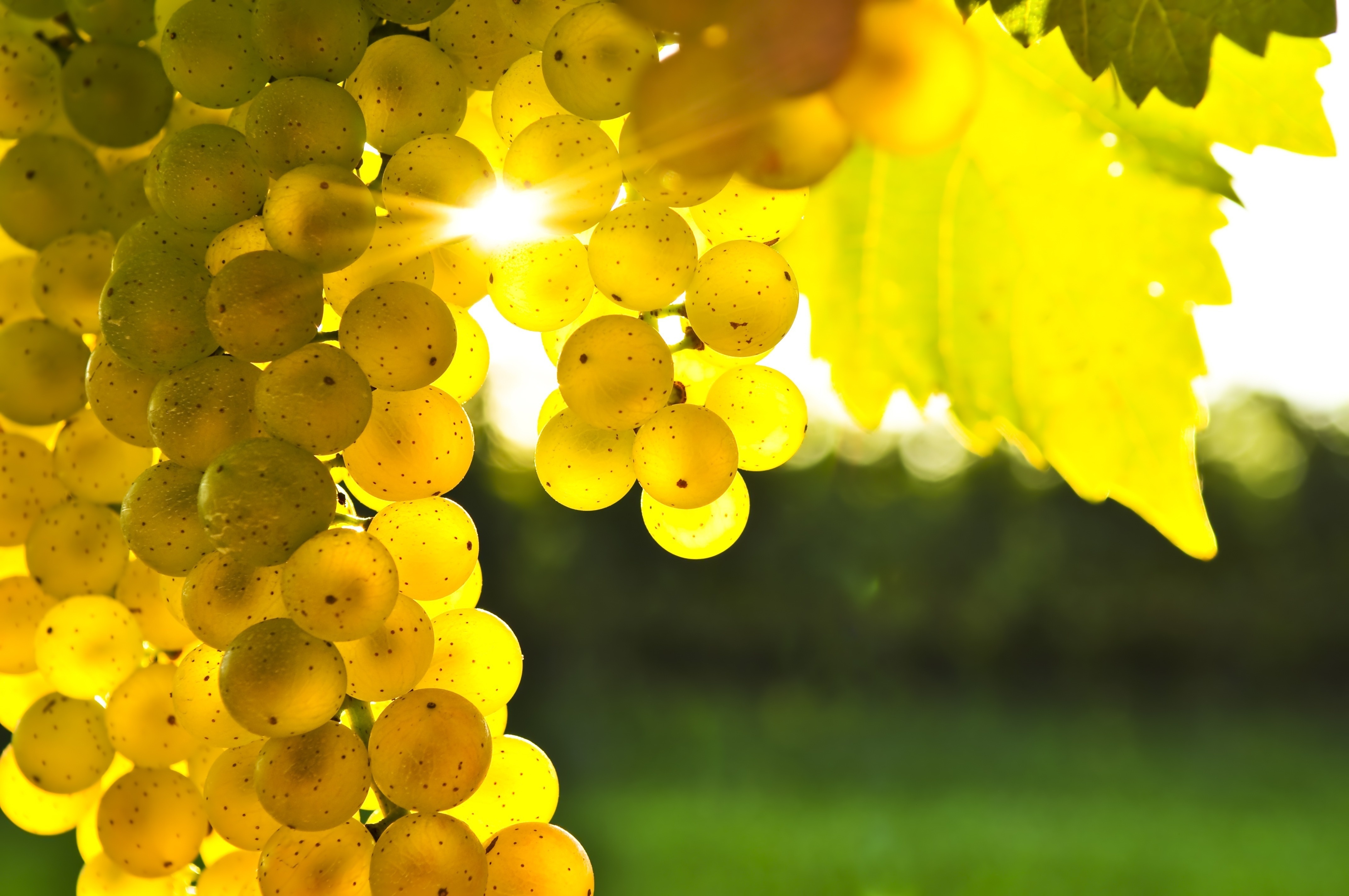Vibrant Grapes in 4K Ultra HD Wallpaper