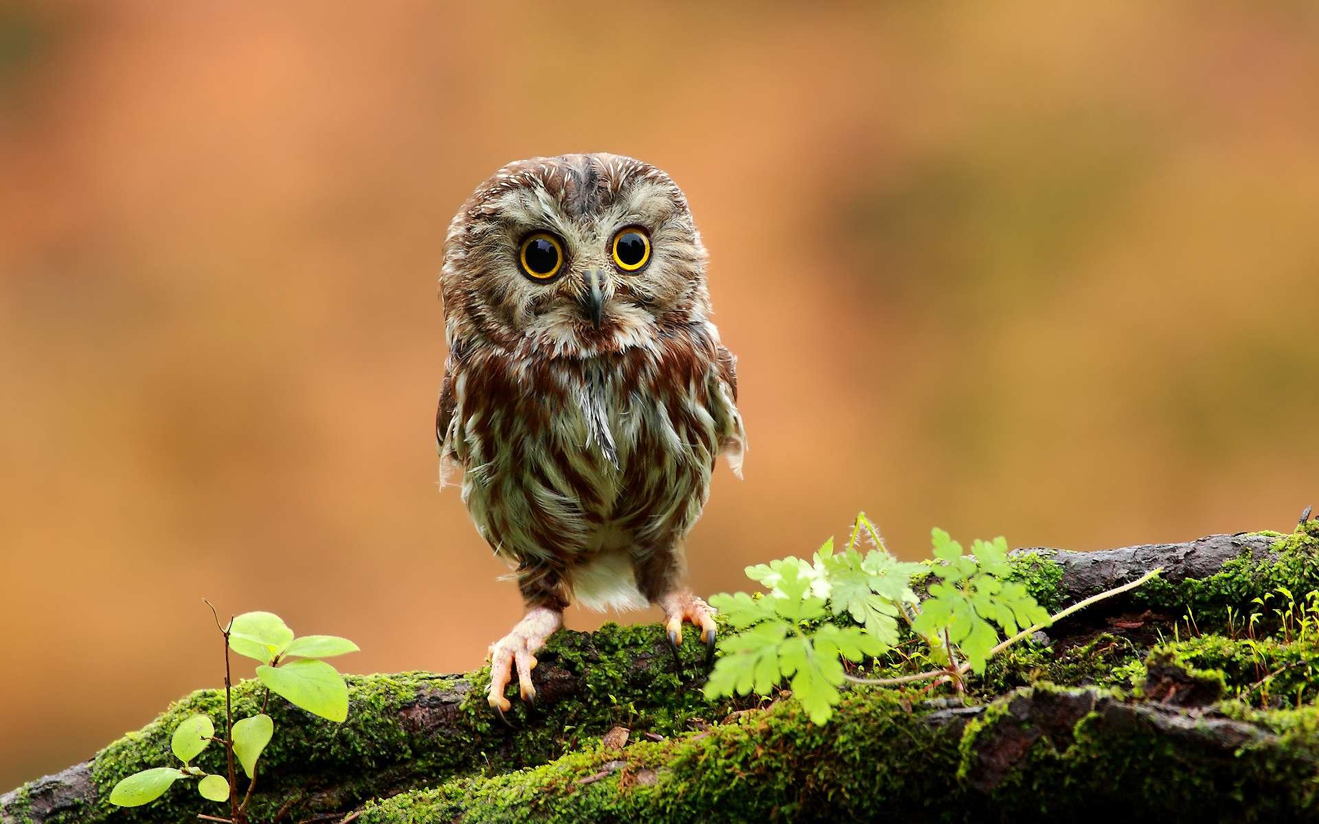 Owl HD Wallpaper Background Image 1920x1200 ID375289 Wallpaper