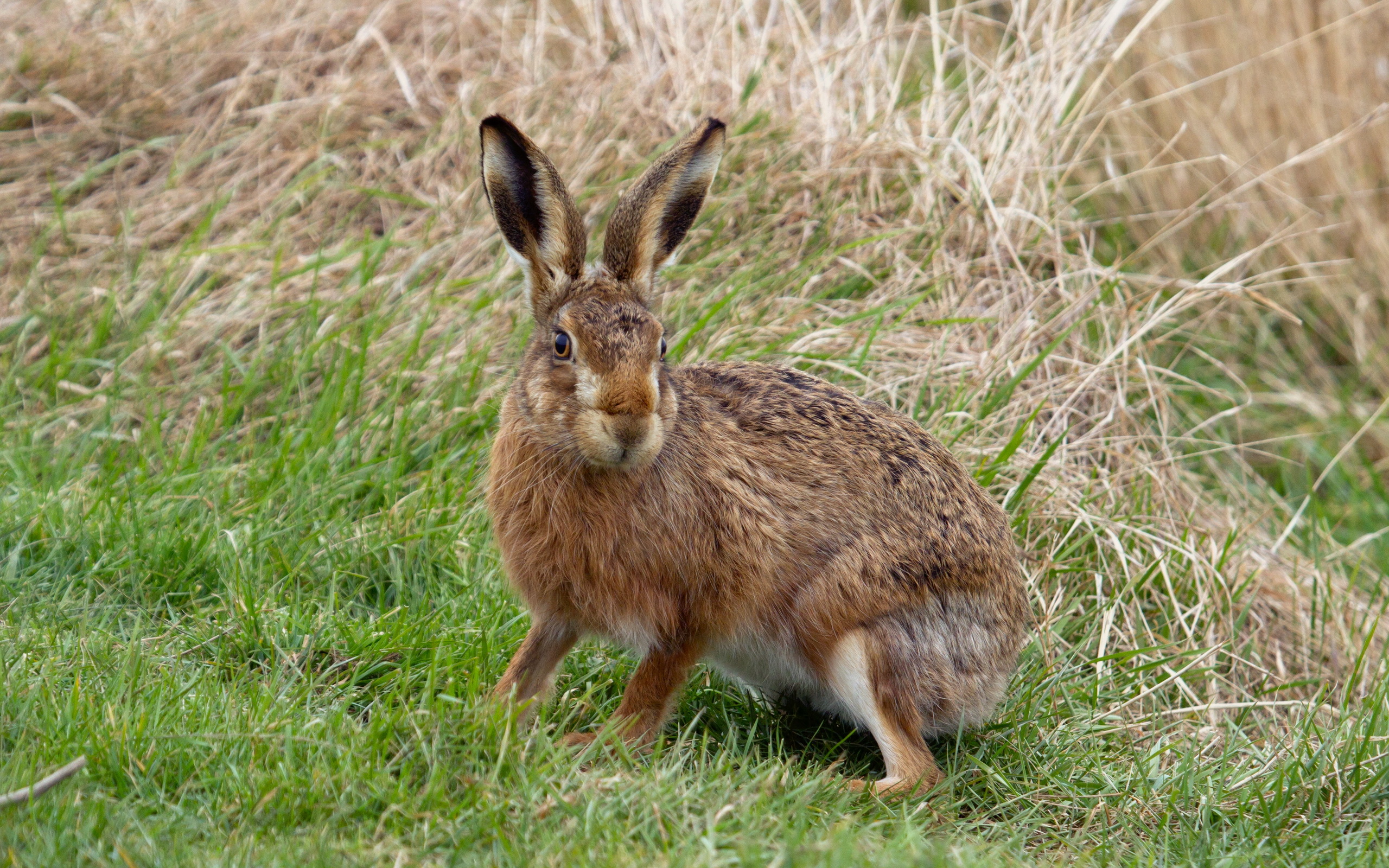 Hare Full HD Wallpaper and Background Image 2560x1600 ID376044