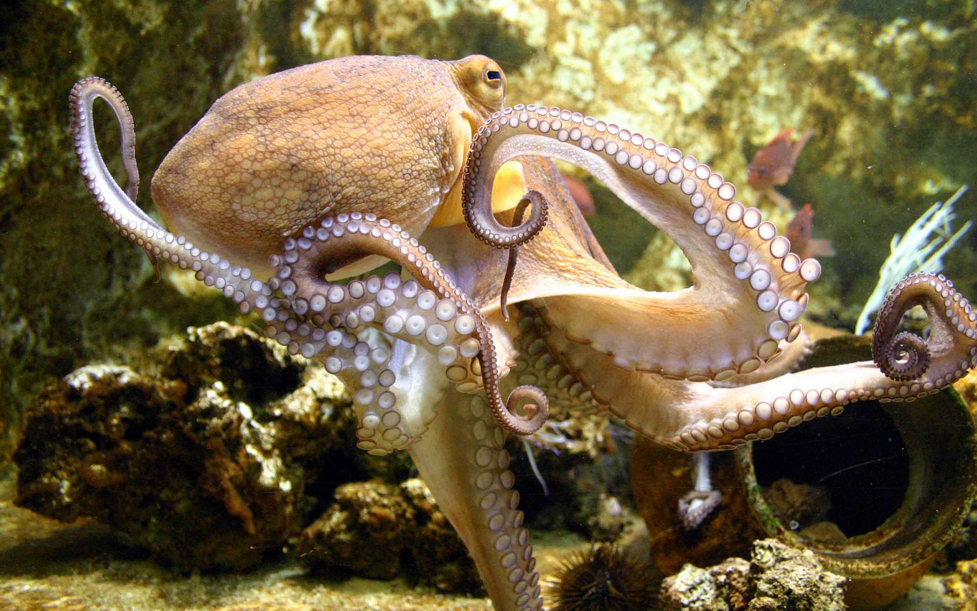 Octopus HD Wallpaper Background Image 1920x1200