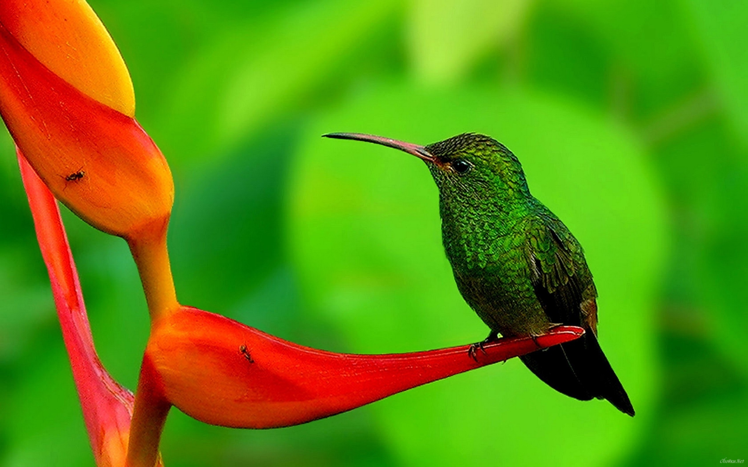 Hummingbird HD Wallpaper Background Image 2560x1600 ID380123