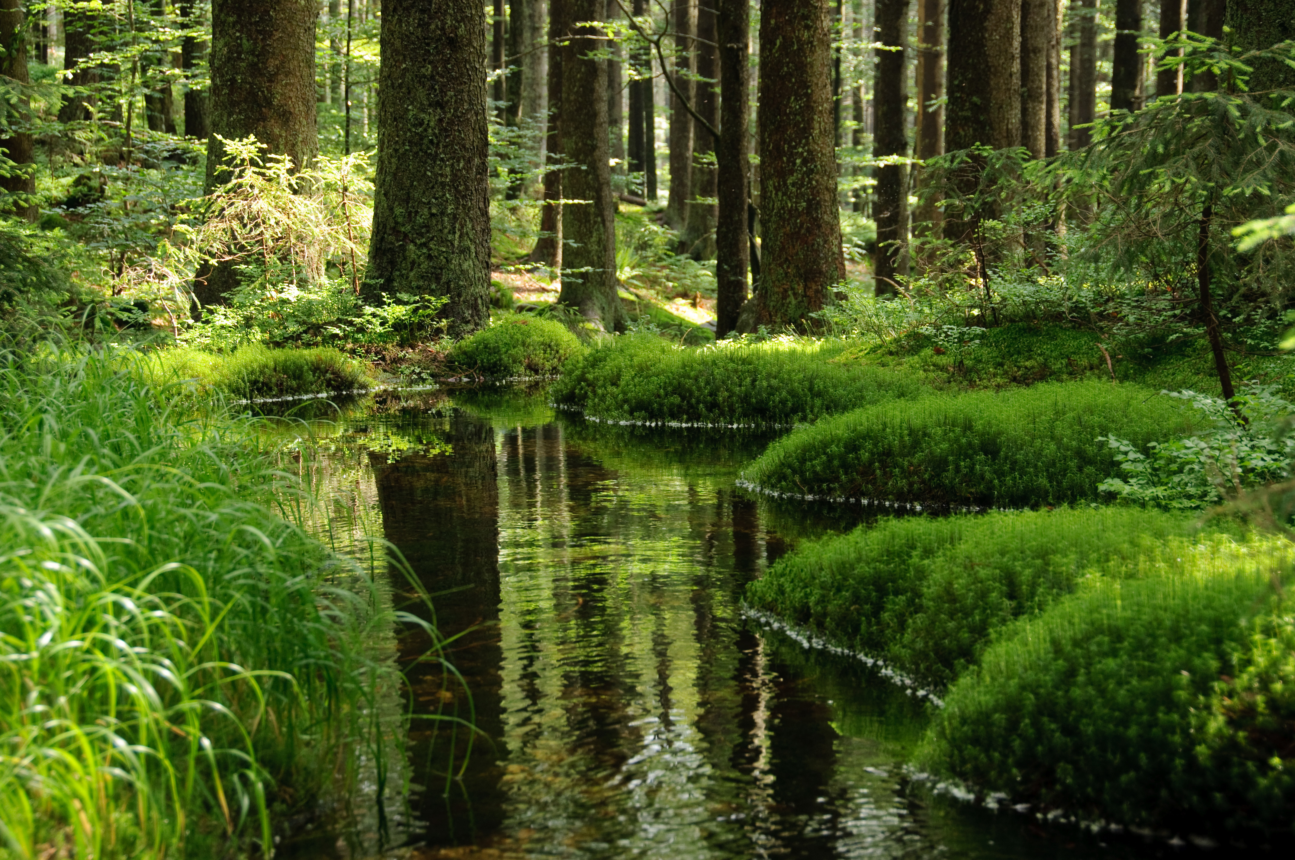 Forest 4k Ultra HD Wallpaper Background Image 4288x2848 ID382703