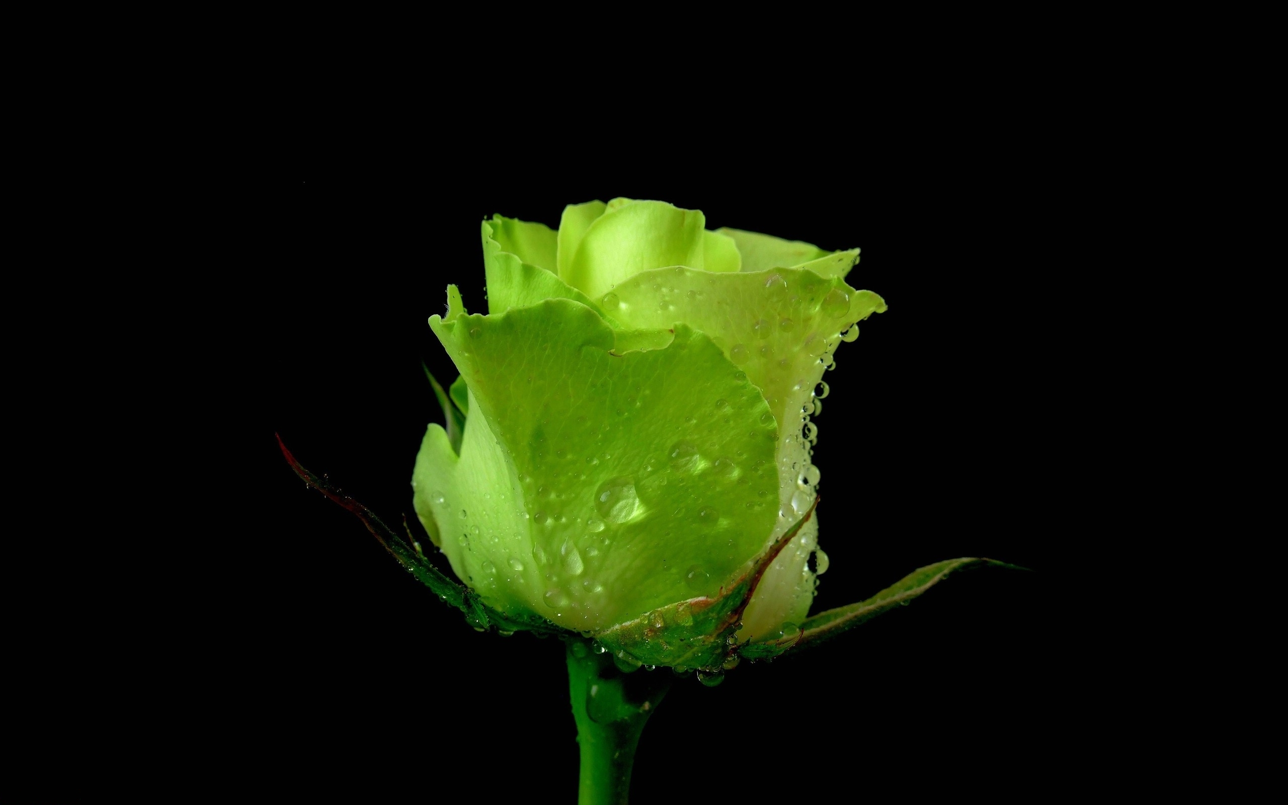 Download Water Drop Green Rose Flower Nature Rose HD Wallpaper