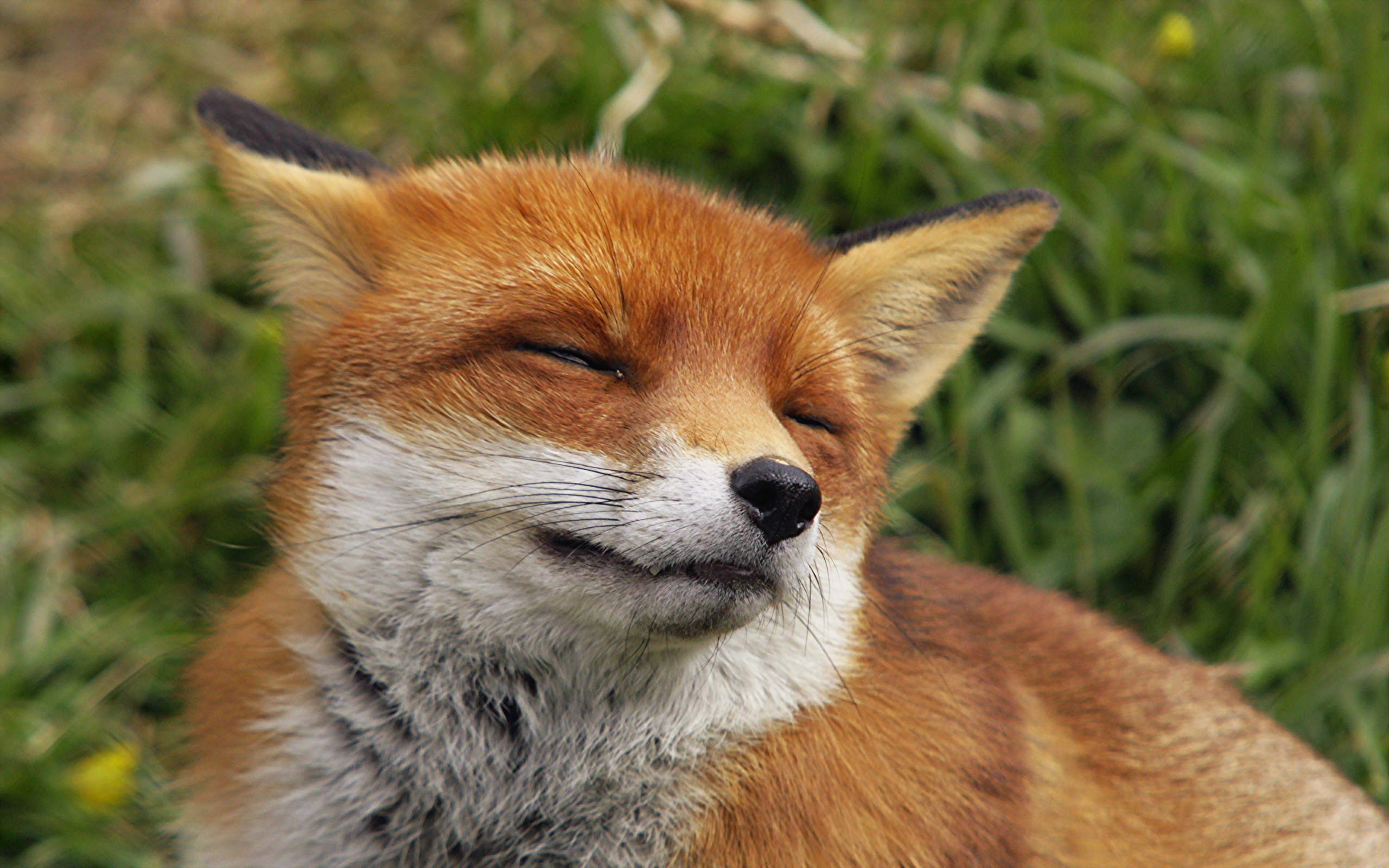 Fuchs HD Wallpaper Hintergrund 2560x1600 ID390385