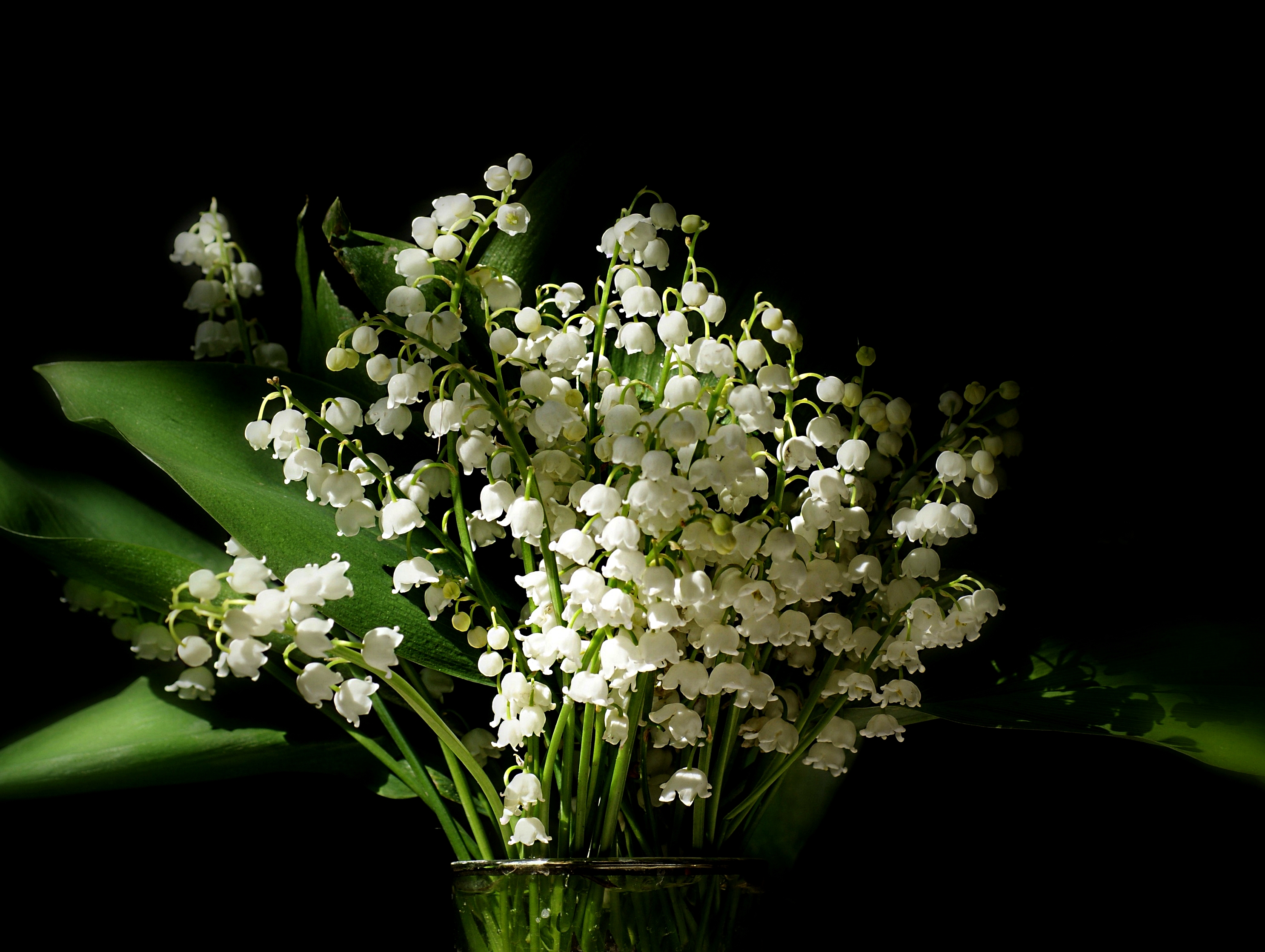 HD Wallpaper of Lily of the Valley A Nature's Delight