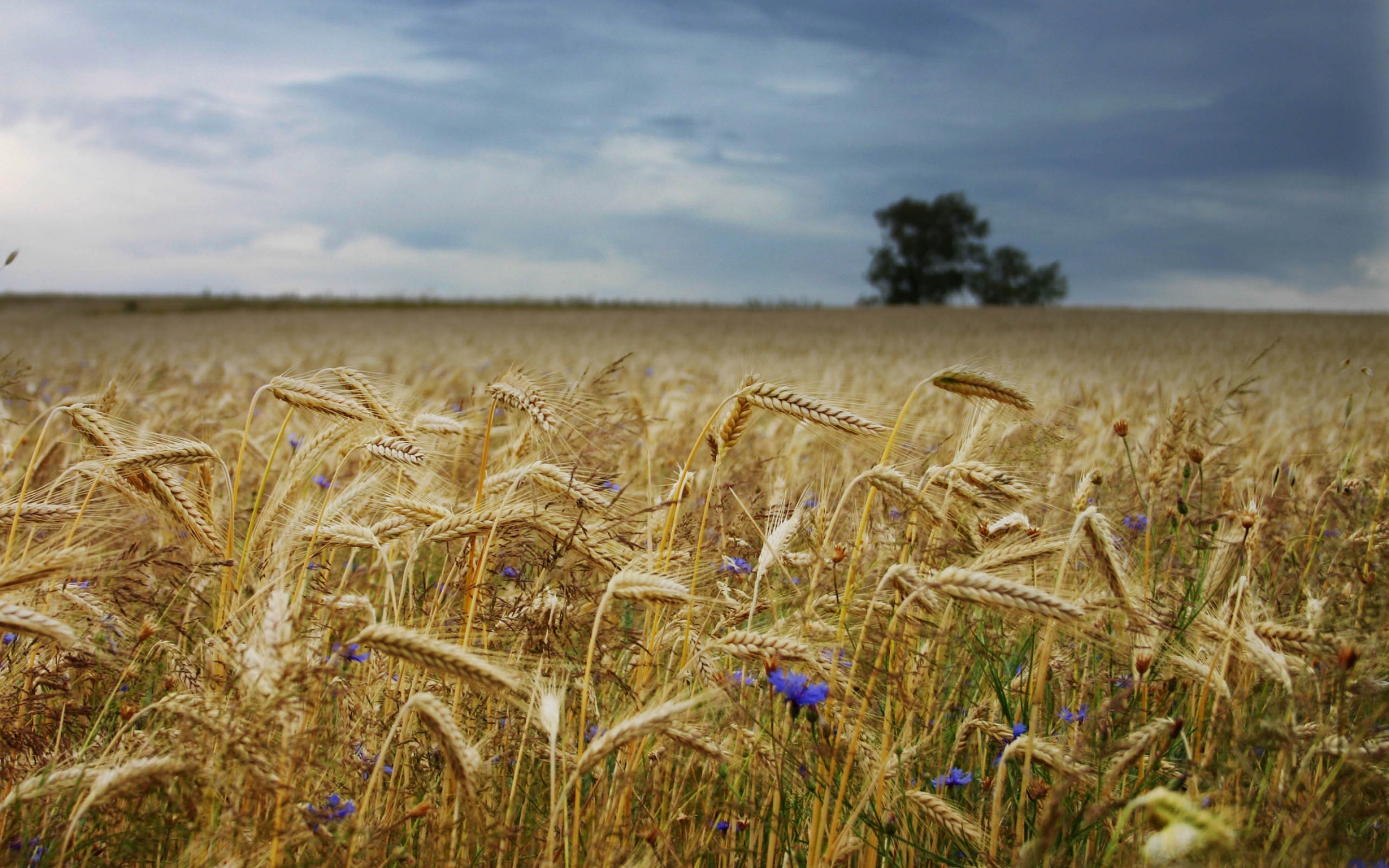 Cornfield Full HD Wallpaper and Background Image 2880x1800 ID398059