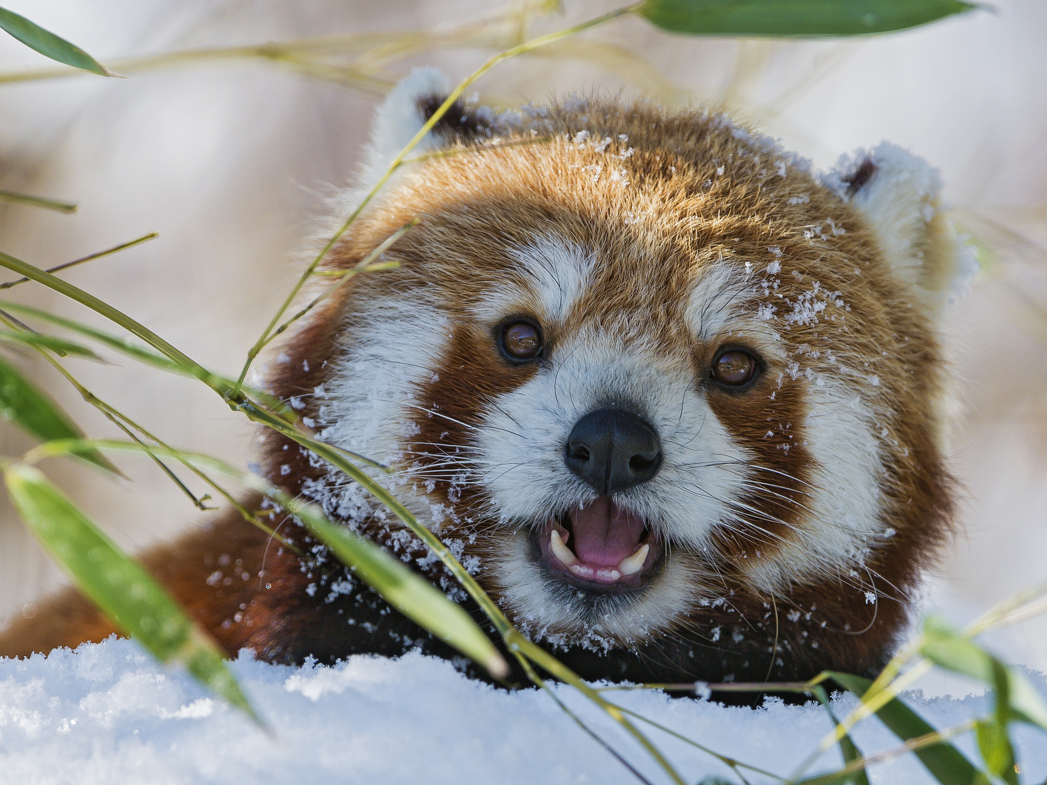 Adorable Red Panda HD Wallpaper