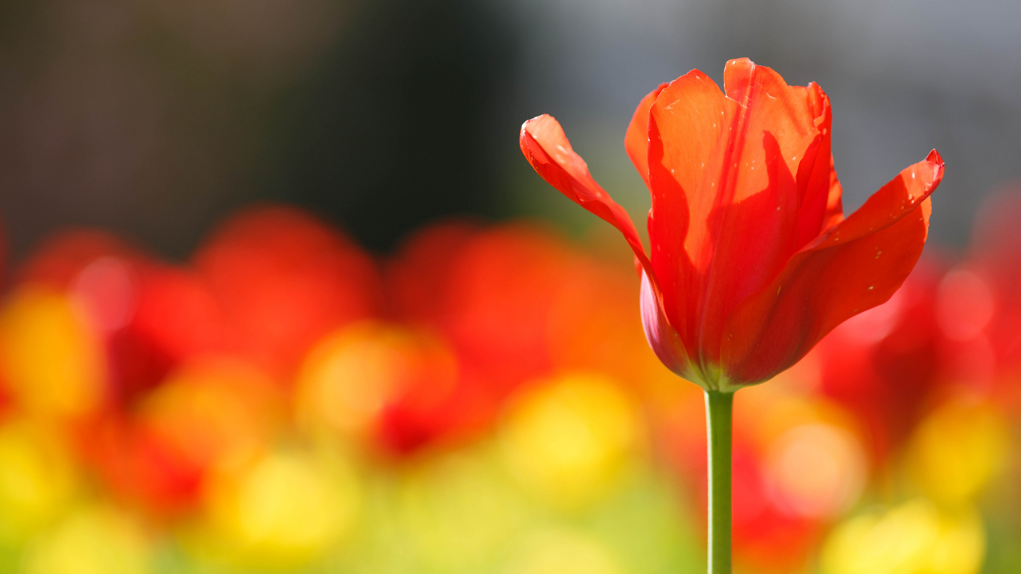 Download Nature Flower HD Wallpaper