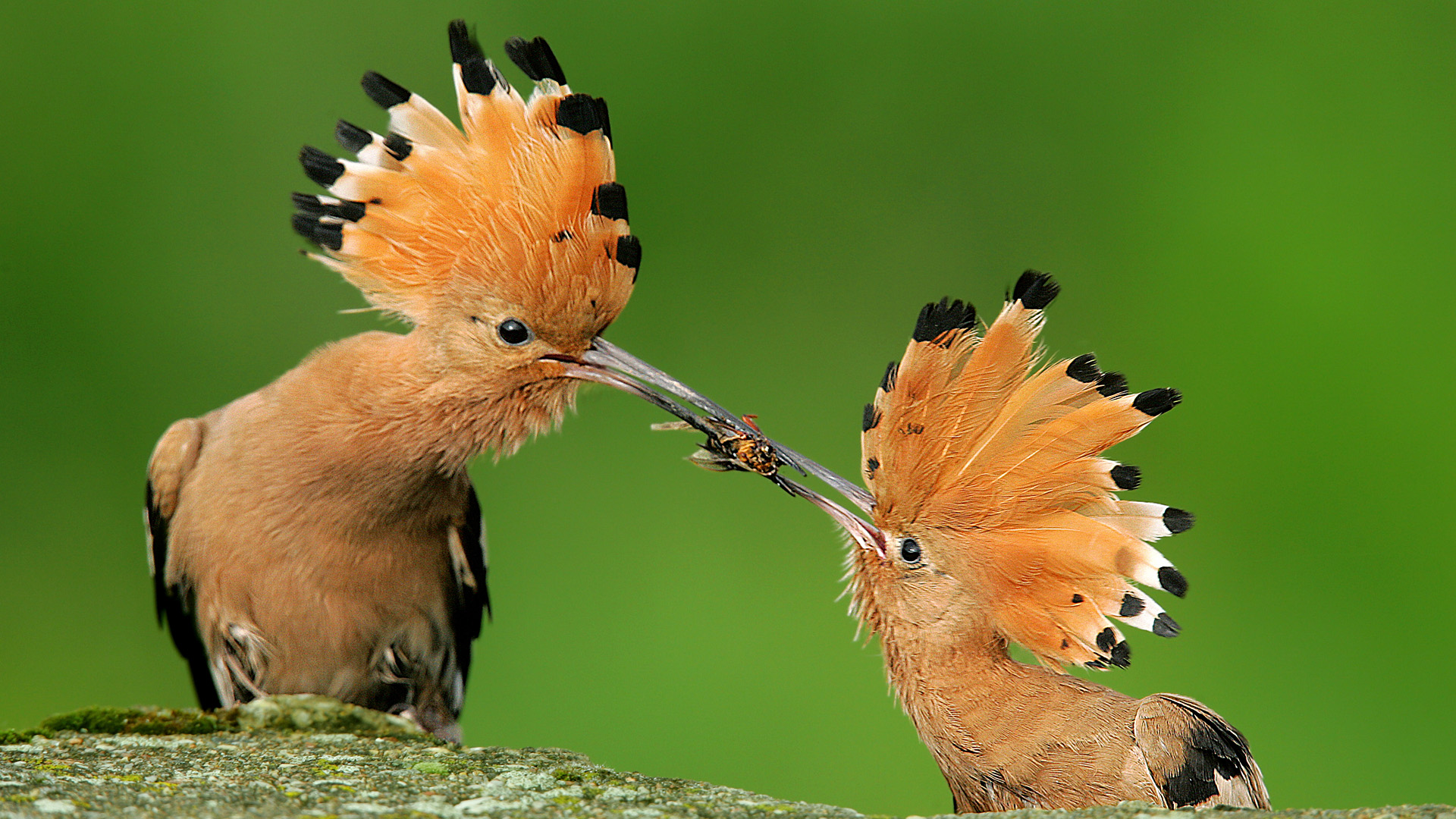 Download Eating Bug Bird Animal Hoopoe HD Wallpaper
