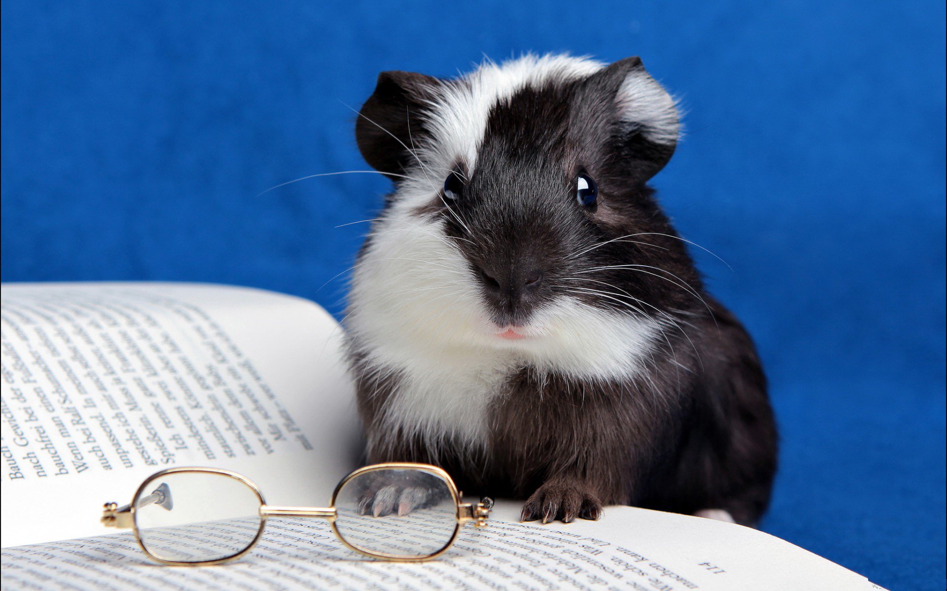 Guinea Pig Full HD Wallpaper and Background Image 1920x1200 ID409816