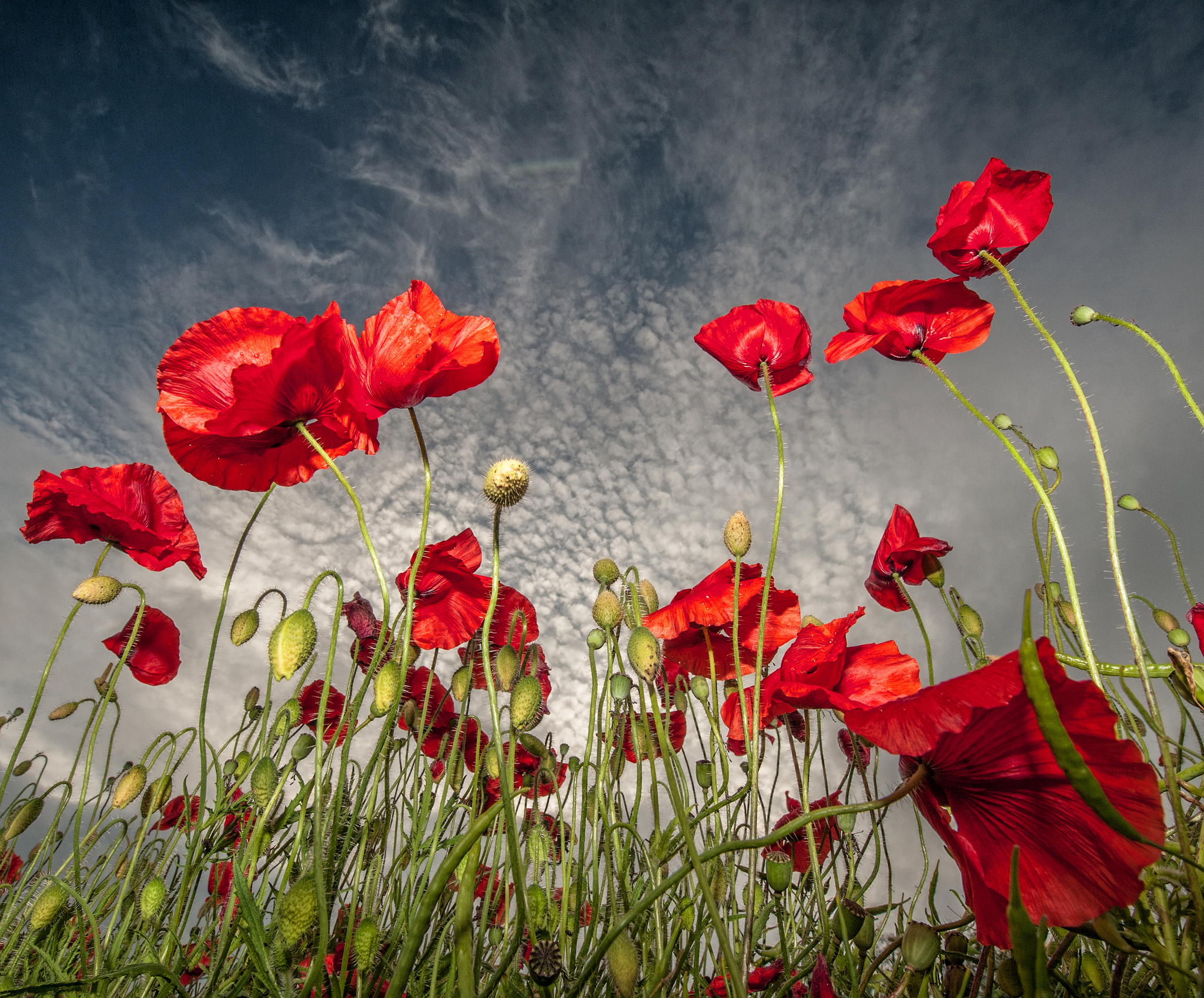 Vibrant Poppy Fields A Stunning HD Wallpaper of Nature's Beauty