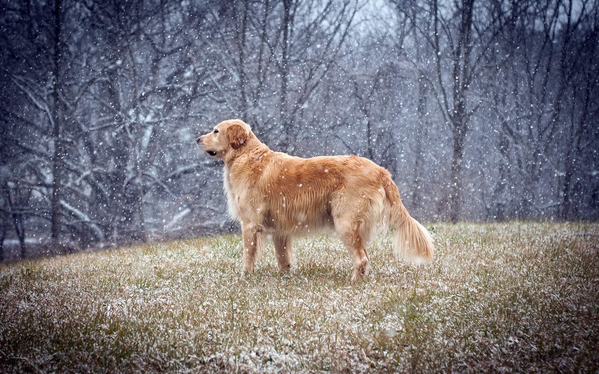 Golden Retriever in Snowfall HD Wallpaper