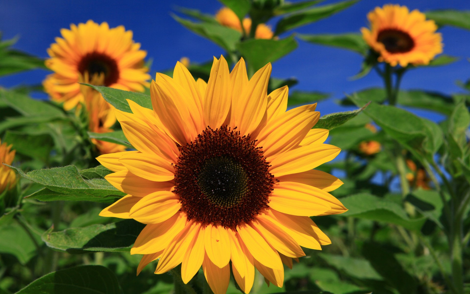 Sonnenblume HD Wallpaper Hintergrund 1920x1200 ID