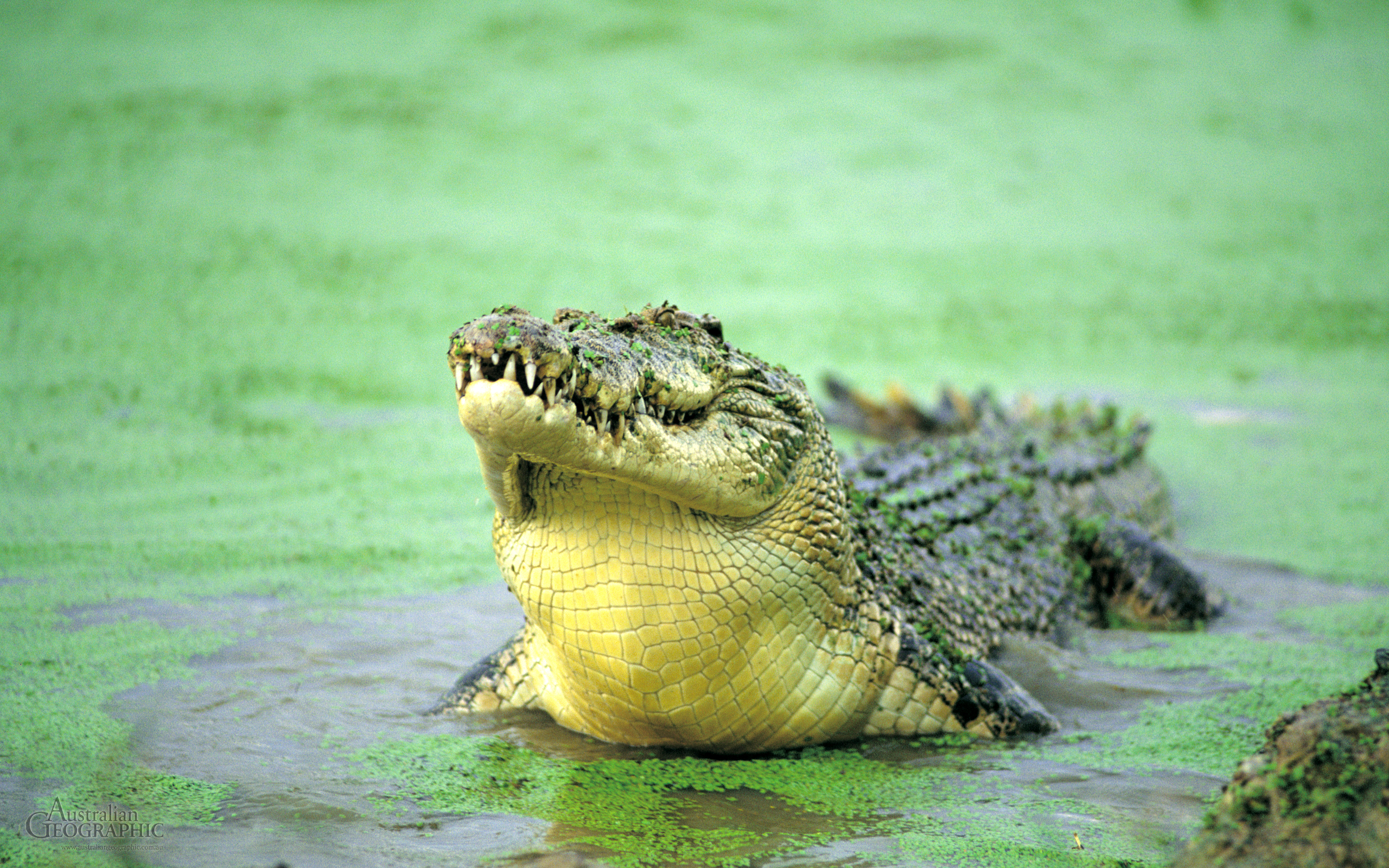 Crocodile HD Wallpaper Background Image 2560x1600 ID