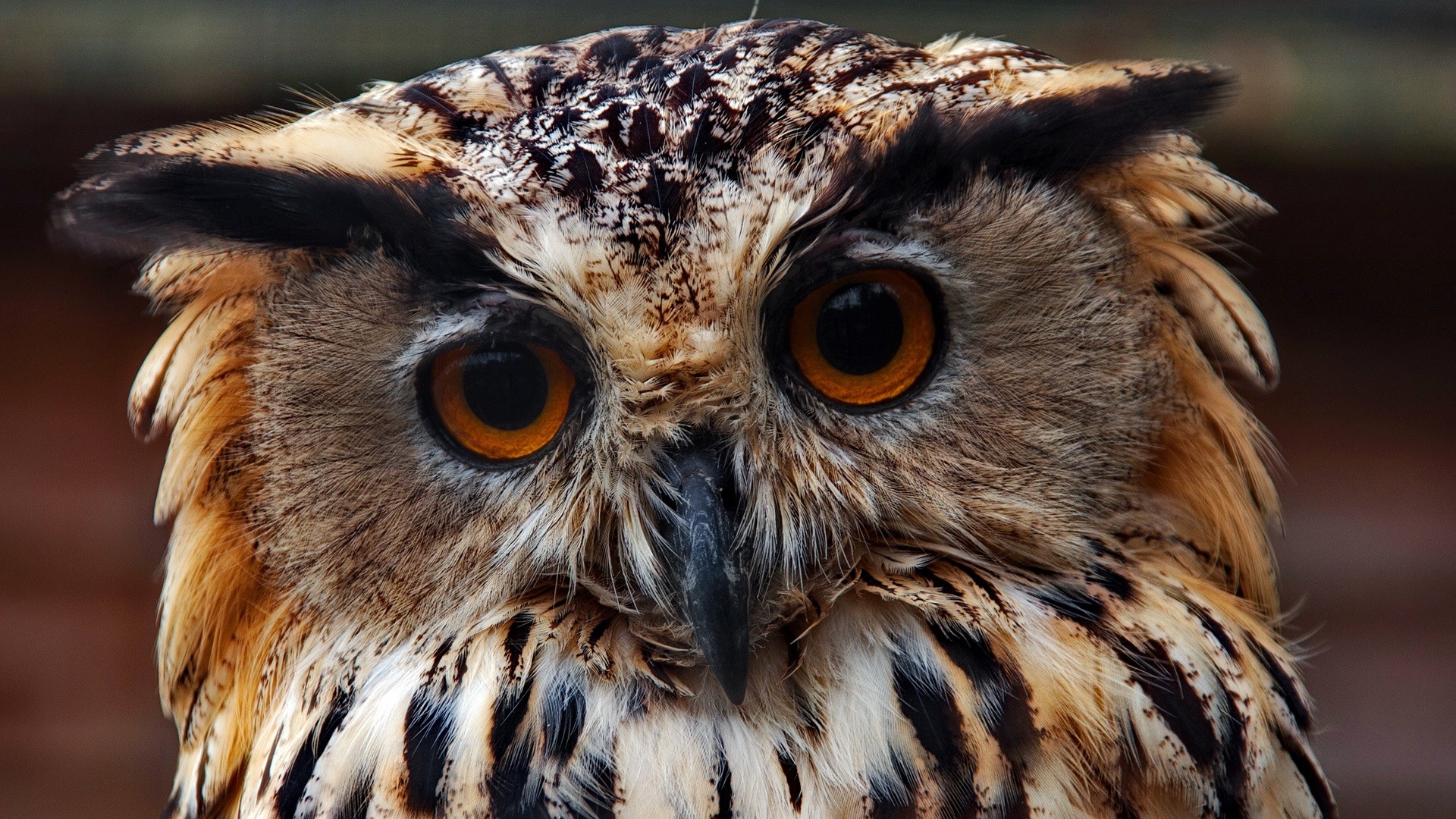 Owl HD Wallpaper Background Image 1920x1080 ID422880 Wallpaper