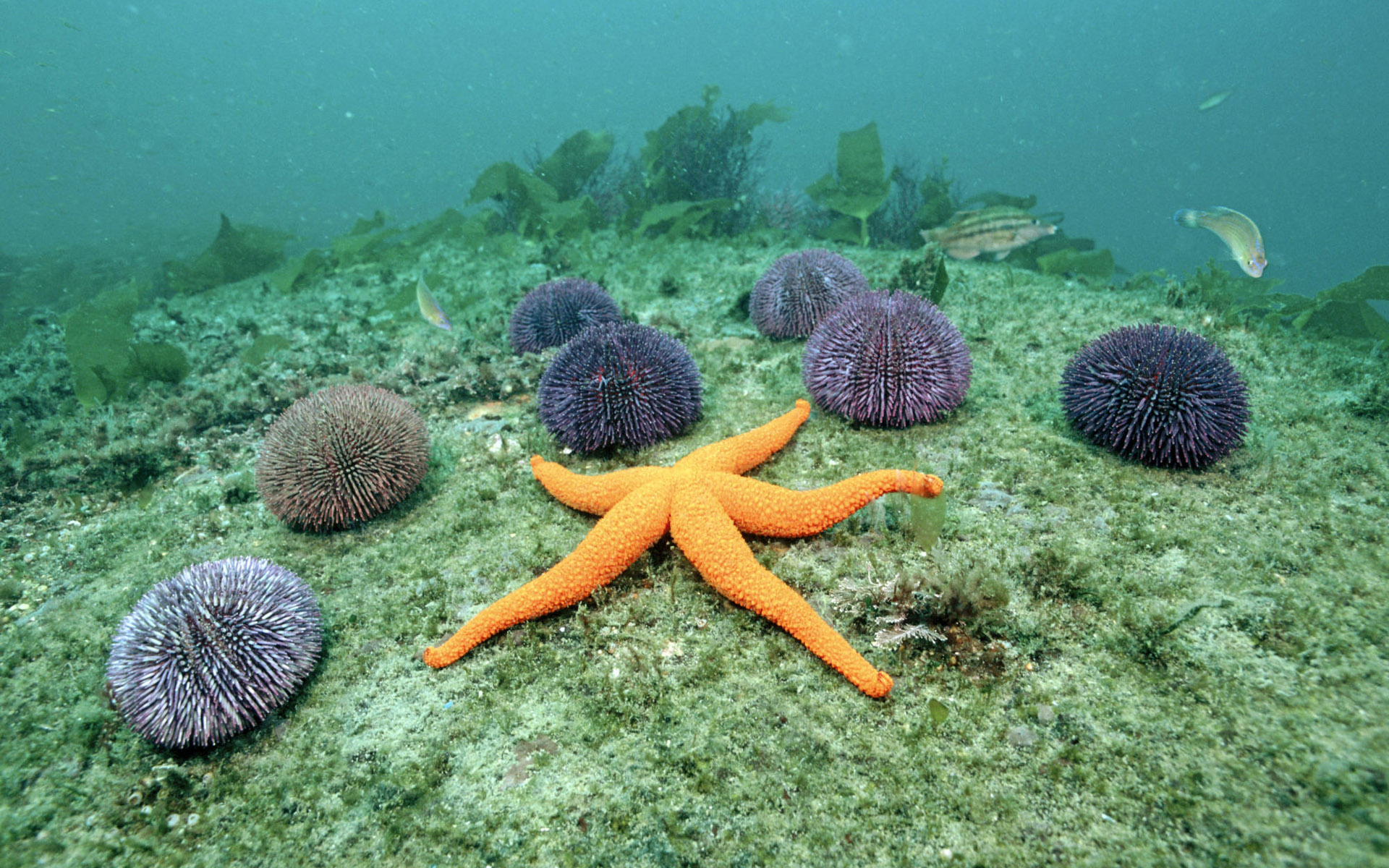 Download Animal Starfish HD Wallpaper
