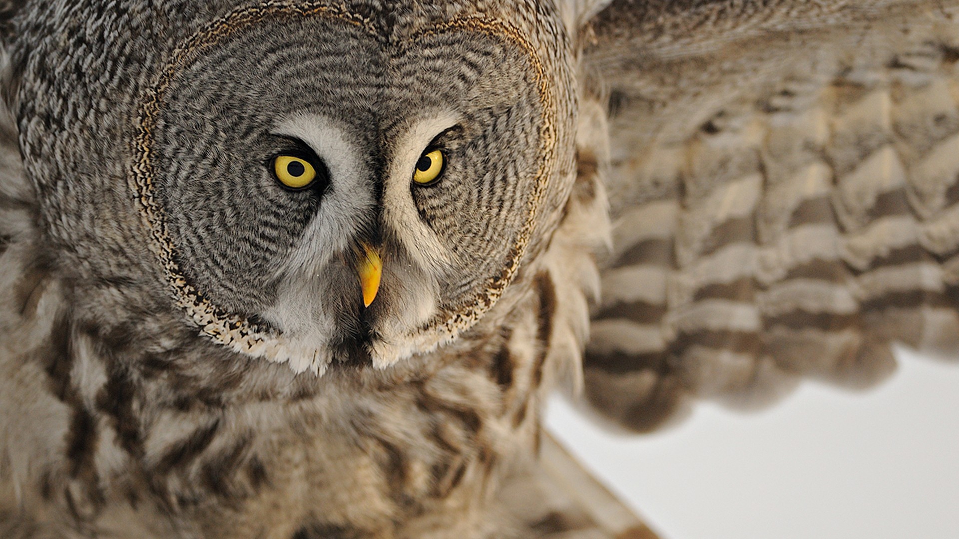 Great Grey Owl Computer Wallpapers, Desktop Backgrounds 1920x1080