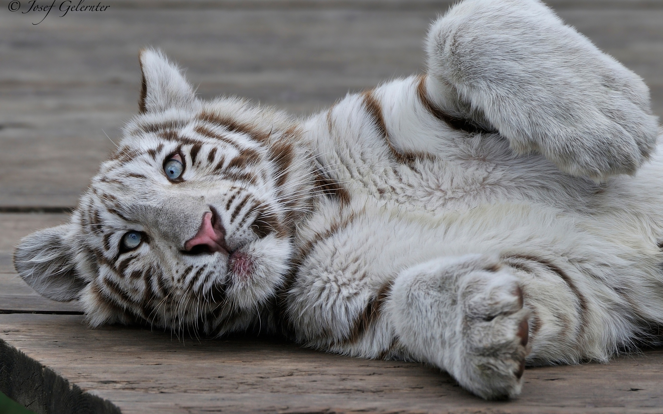 White Tiger Resting HD Wallpaper