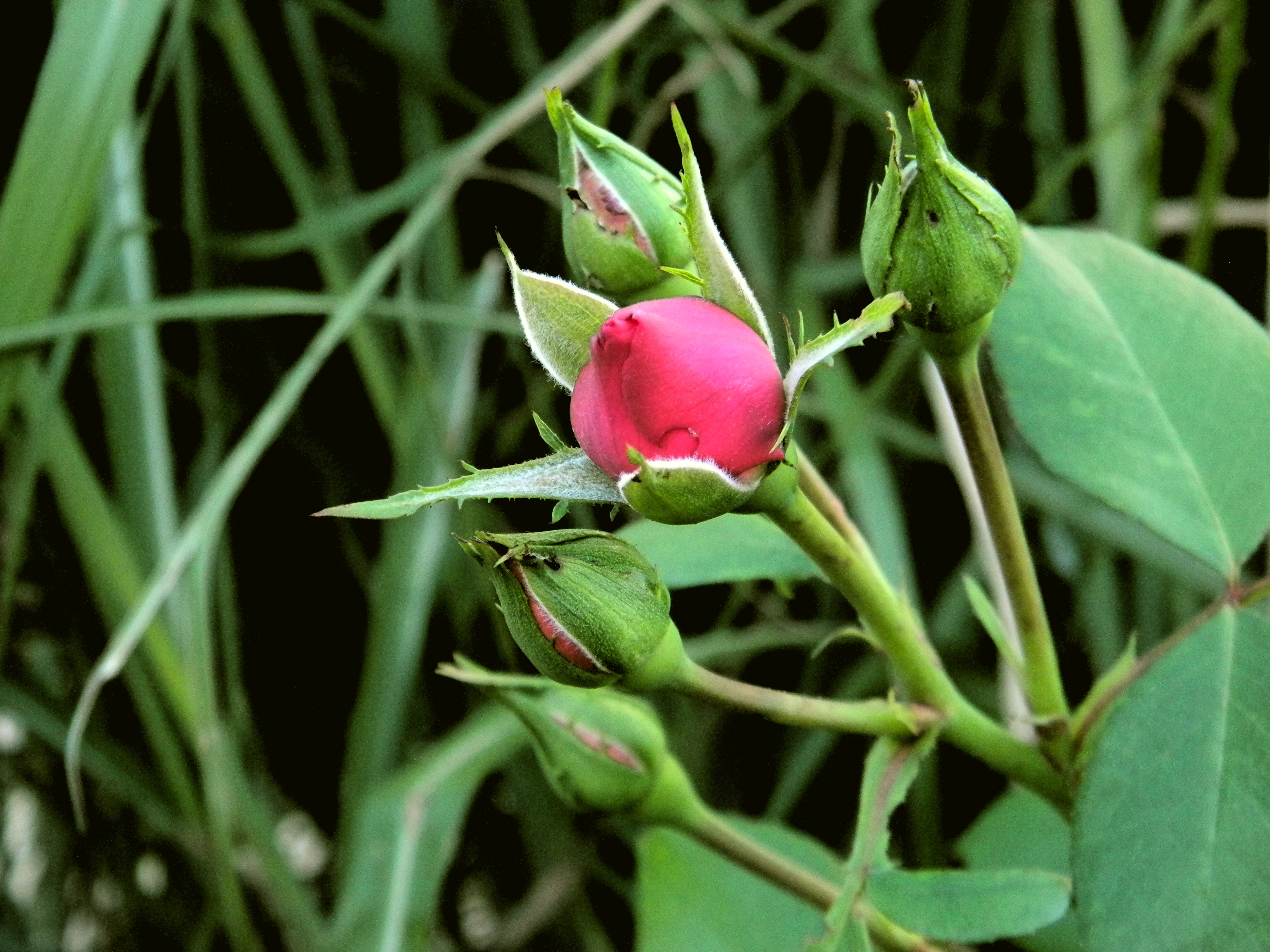 Red Rose buds 4k Ultra HD Wallpaper and Background Image 4000x3000