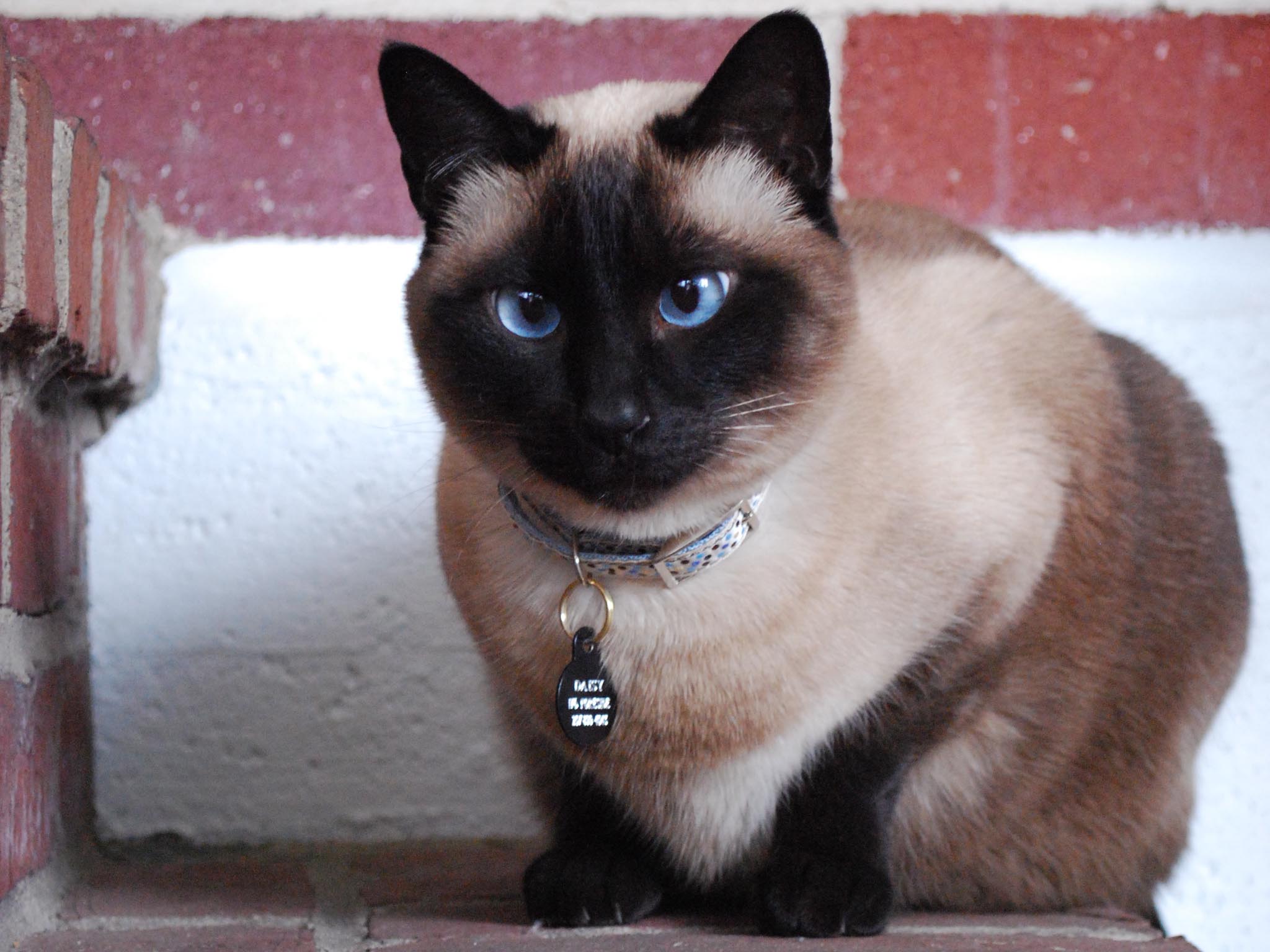 10+ Siamese Cat HD Wallpapers and Backgrounds