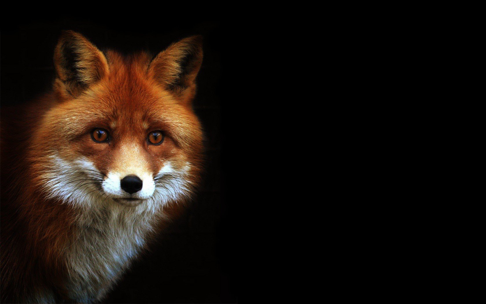 Fuchs Wallpaper and Hintergrund 1680x1050 ID433741