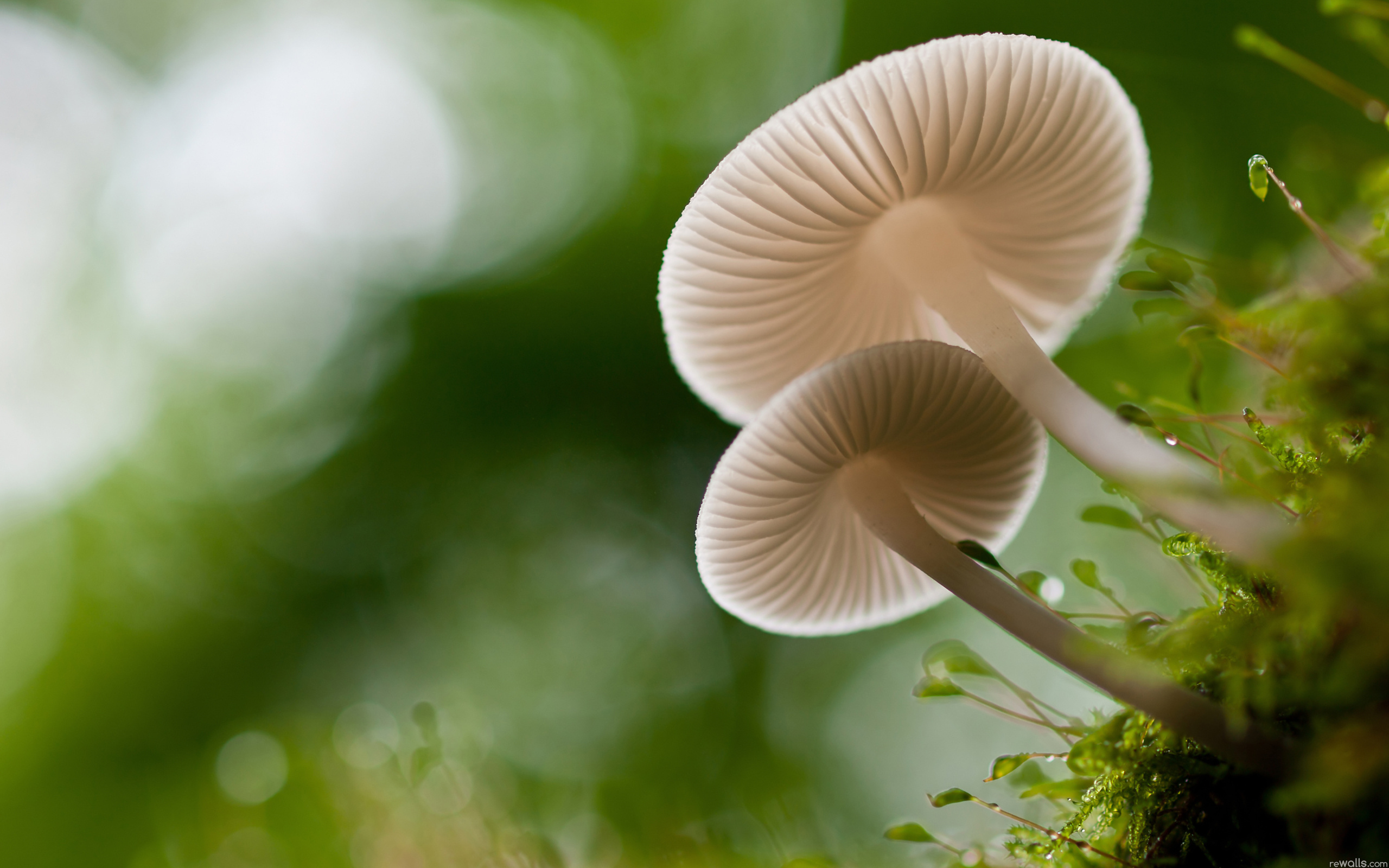 Mushroom HD Wallpaper Background Image 2560x1600