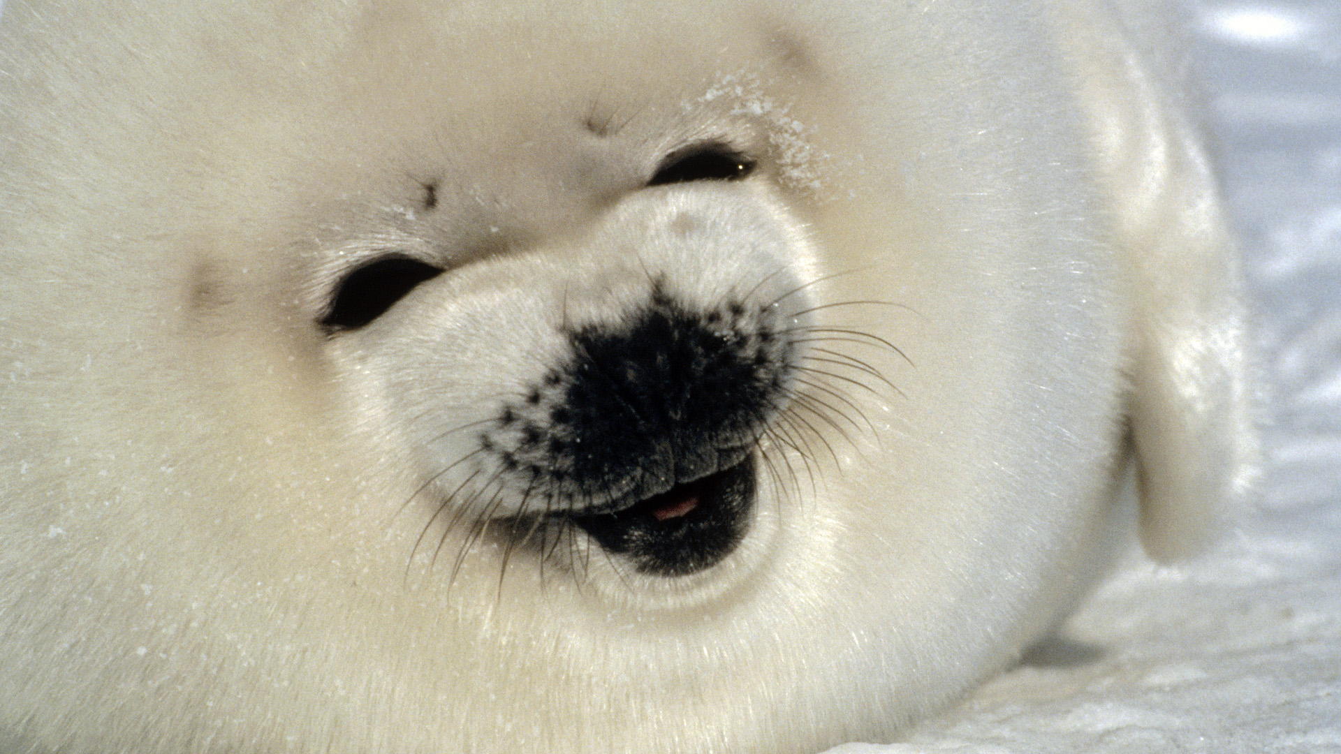 Download Animal Seal HD Wallpaper