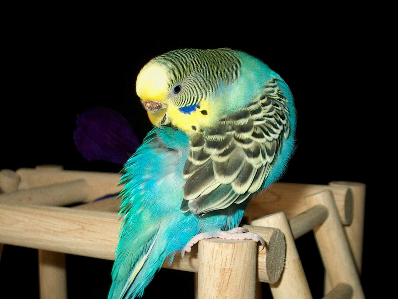 budgie Wallpaper and Background Image 1600x1200 ID438924