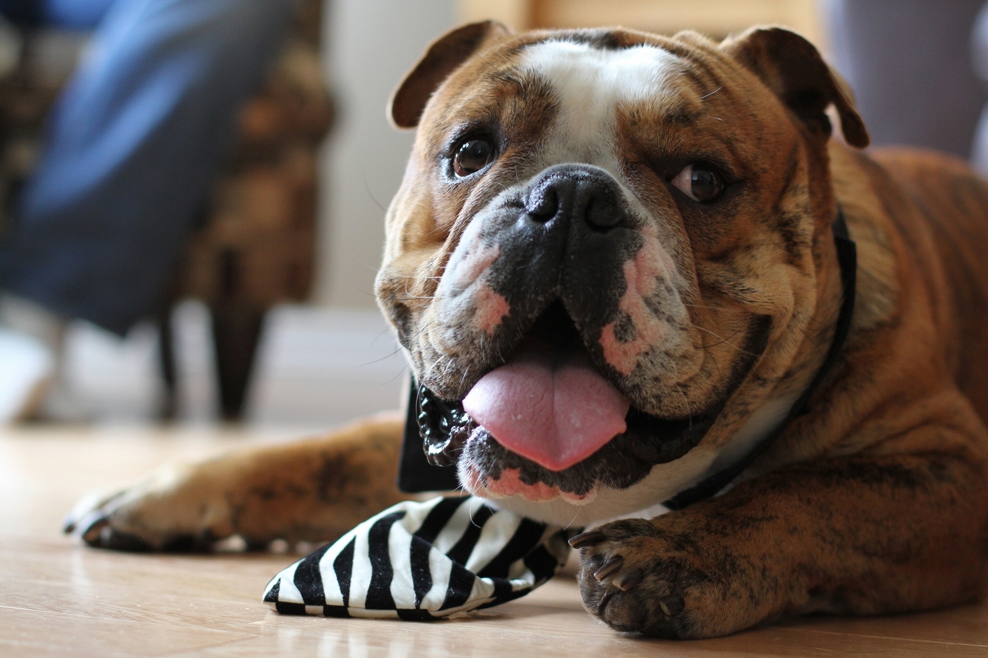 Download Animal Bulldog HD Wallpaper