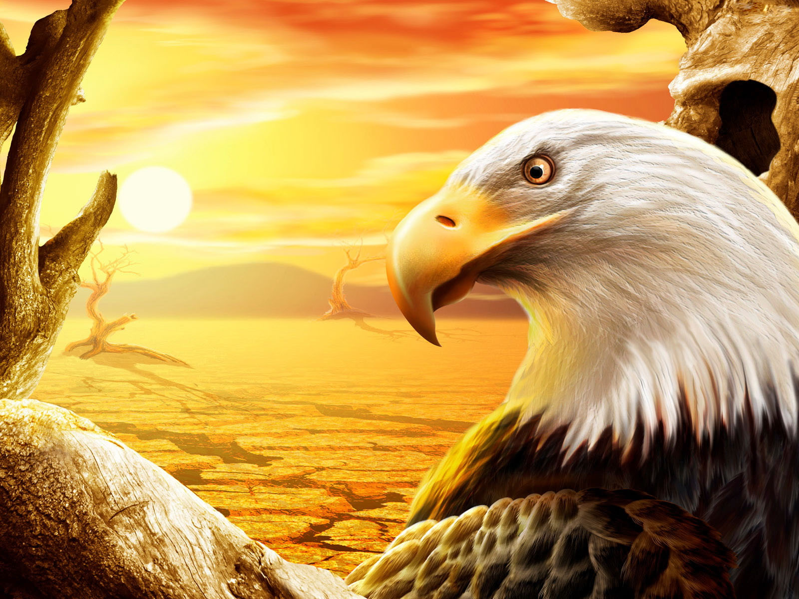 Bald Eagle Wallpaper and Background Image 1600x1200 ID