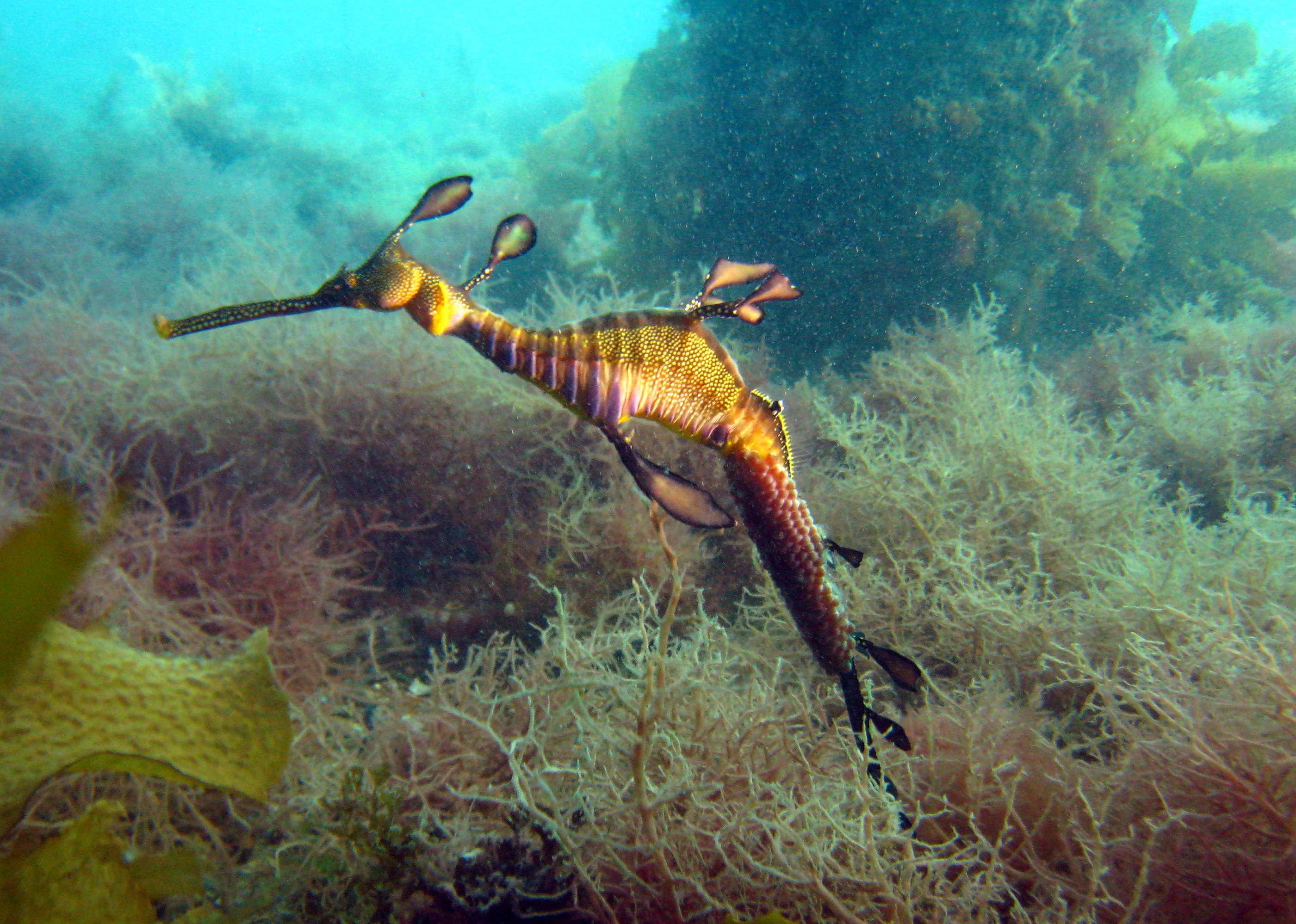 leafy sea dragon HD Wallpaper Background Image 2801x1998