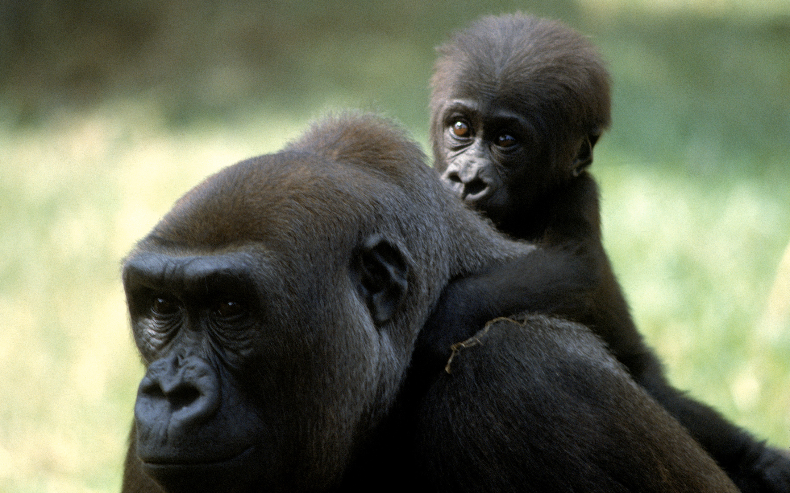 Gorilla HD Wallpaper Background Image 2560x1600
