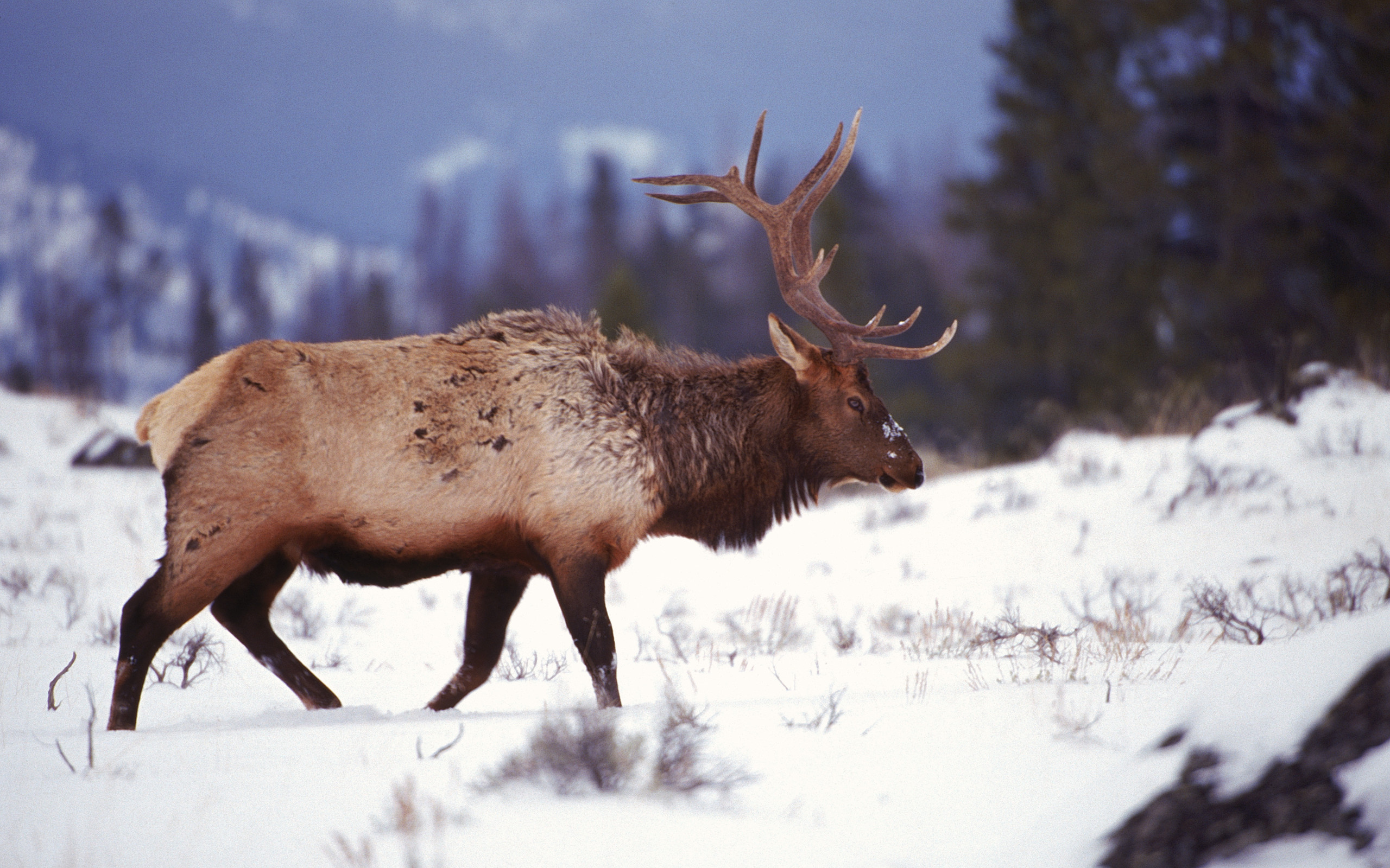 Elk HD Wallpaper Background Image 2560x1600 ID